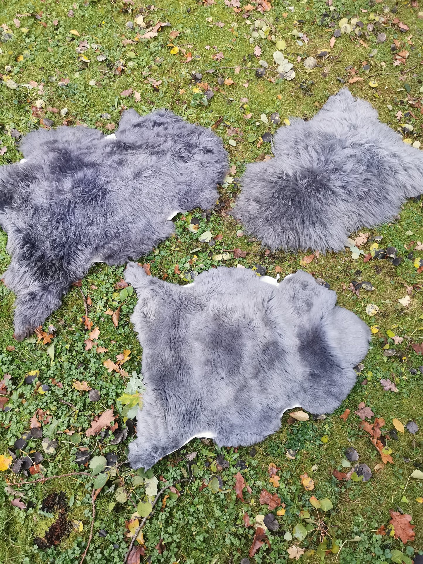 XXL Merino Premium Felle in Grau dichter Wolle