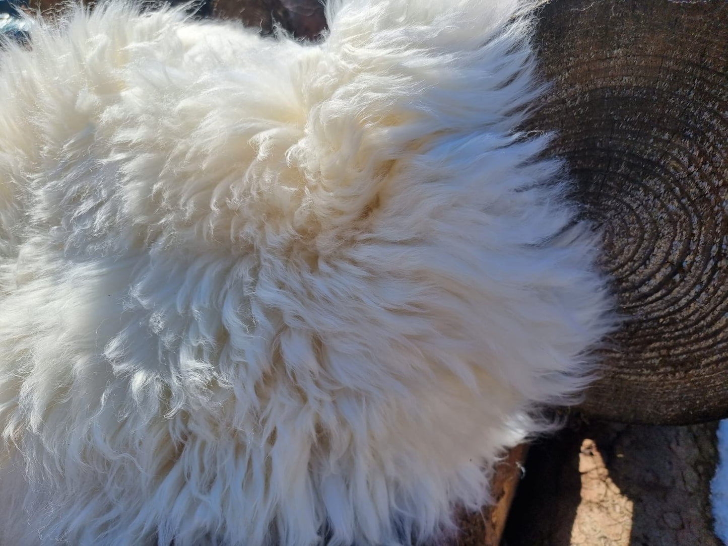 Natural white XXXL giant furs