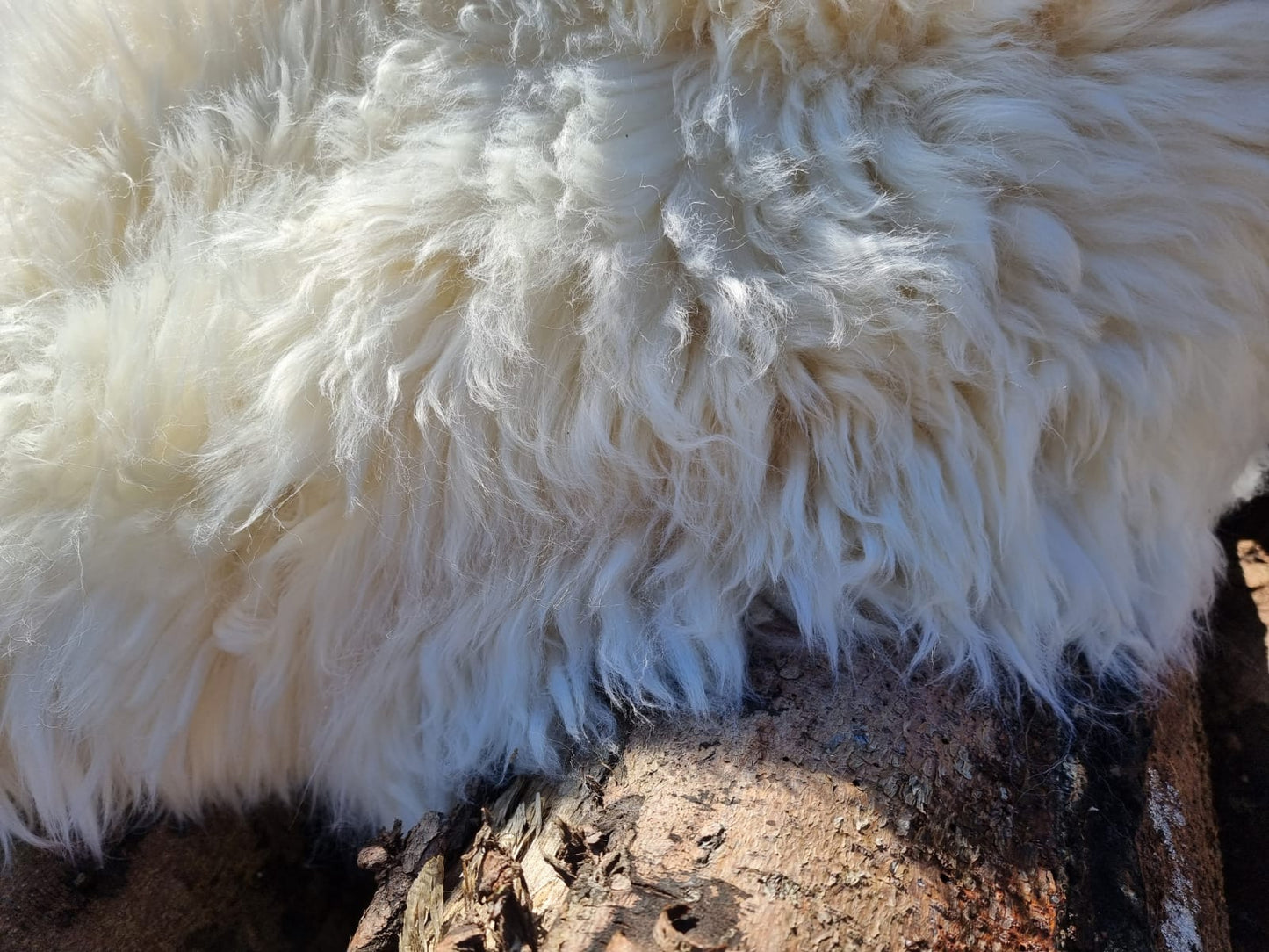 Natural white XXXL giant furs
