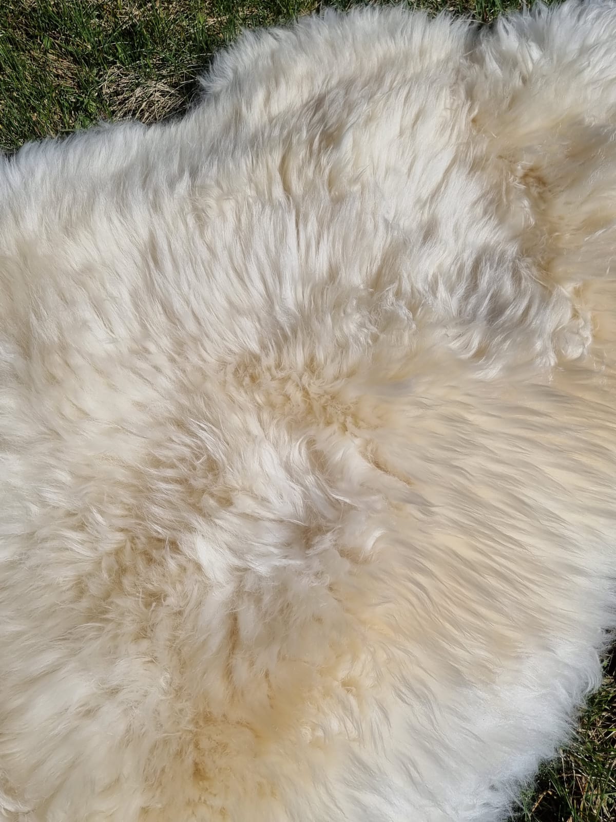 Natural white XXXL giant furs