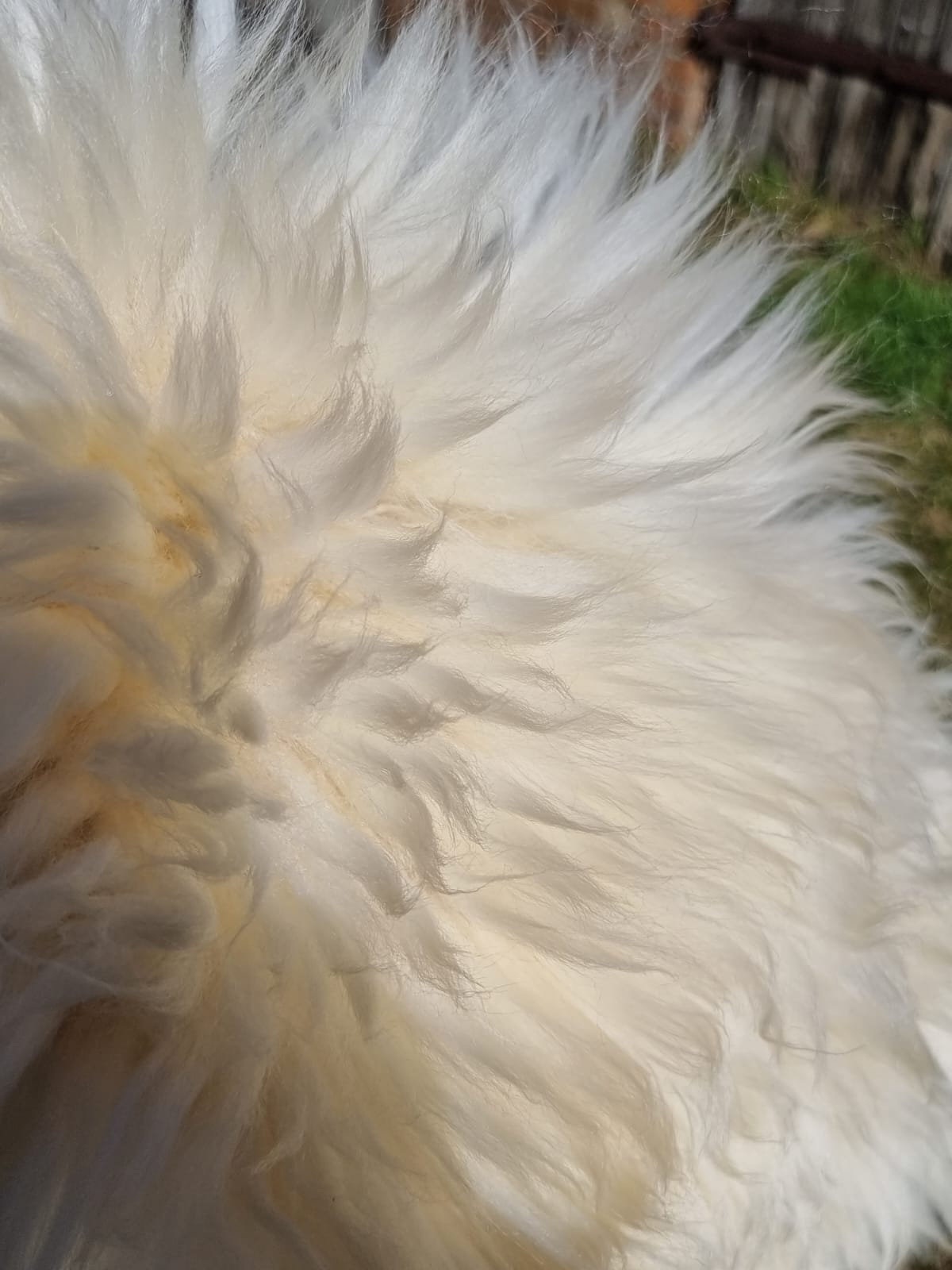 Natural white XXXL giant furs