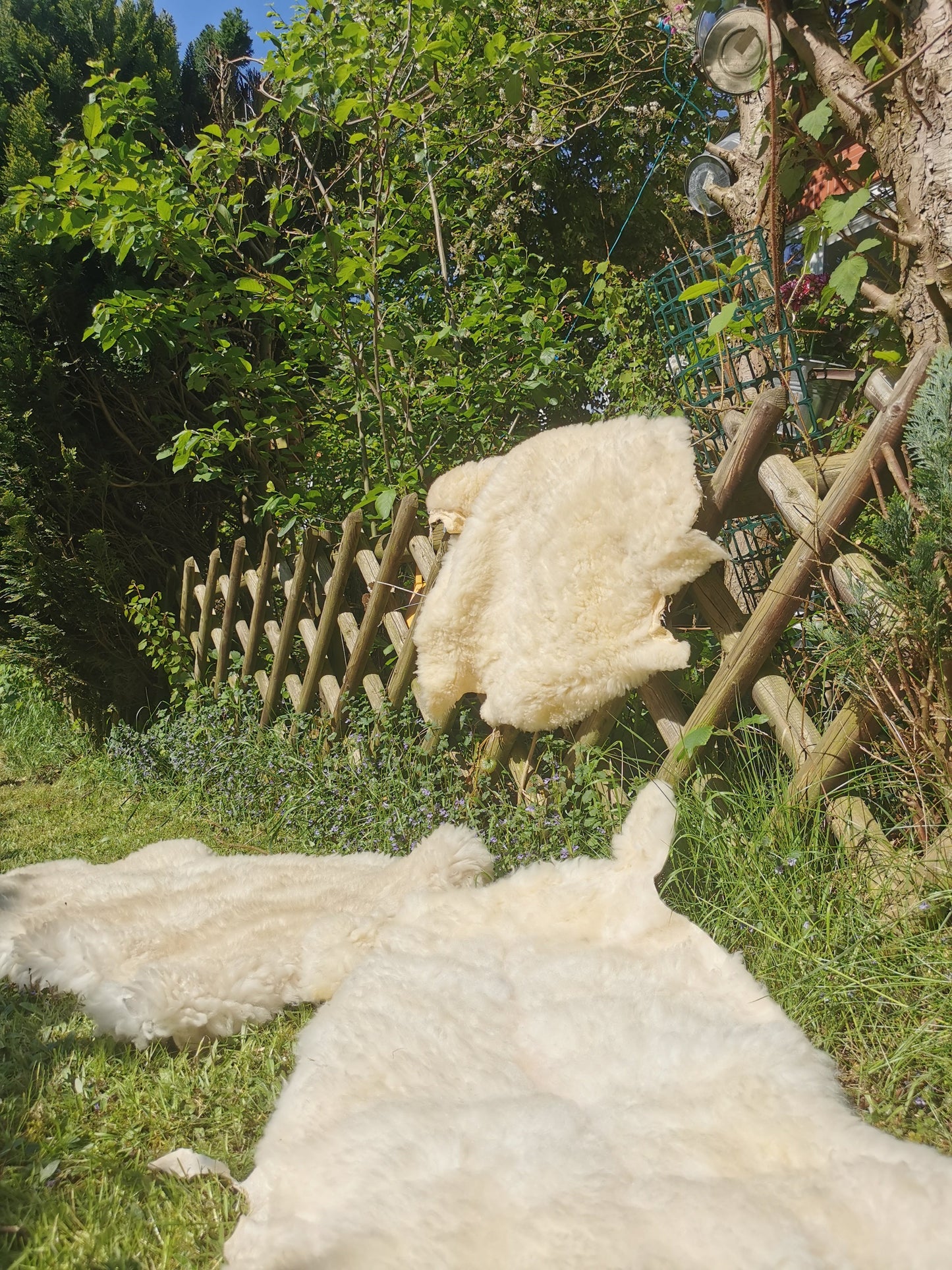 Merino Premium hides in NATURAL White