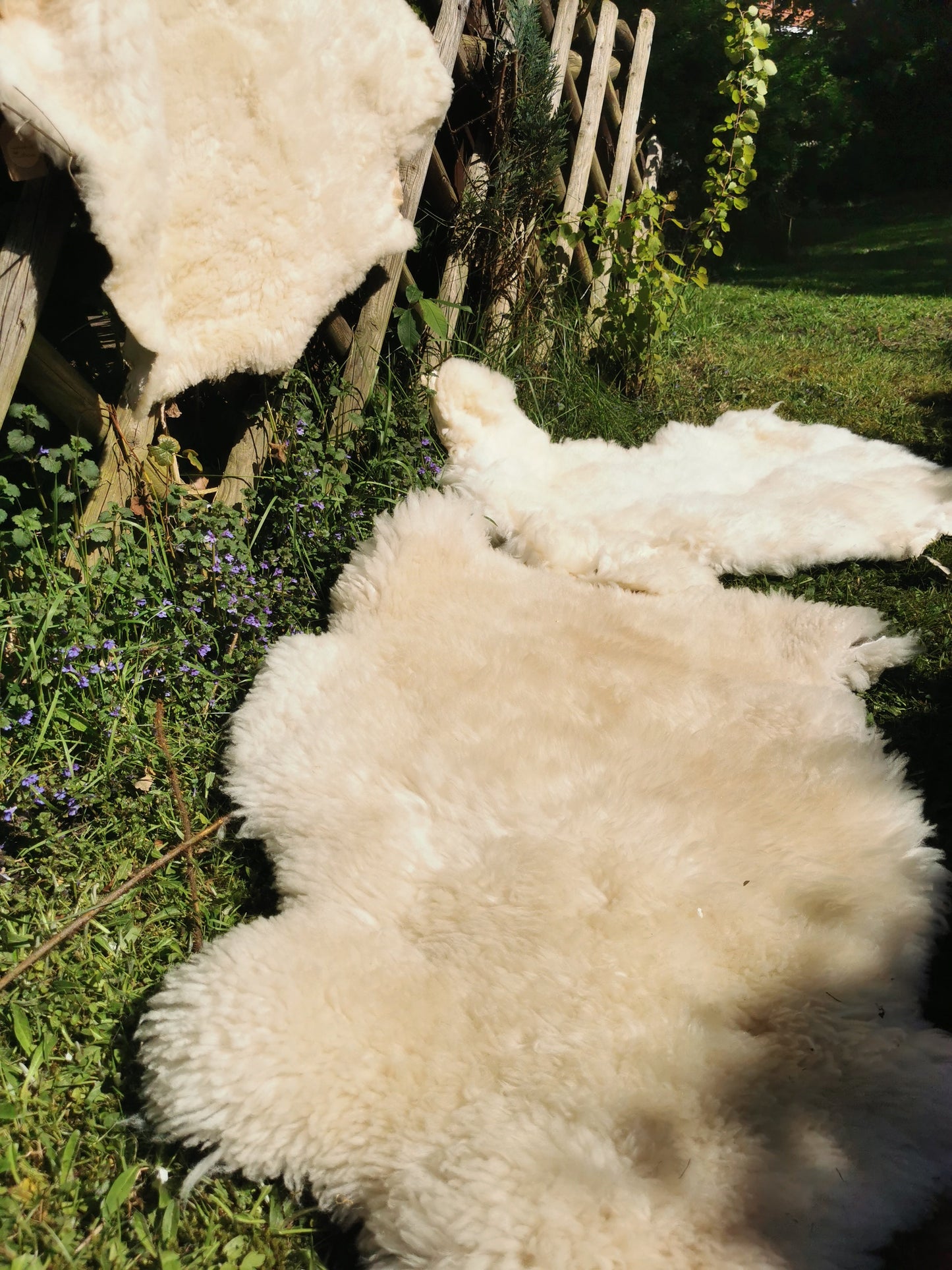 Merino Premium hides in NATURAL White