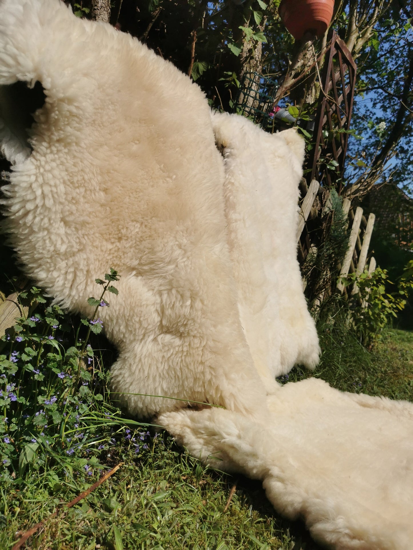 Merino Premium hides in NATURAL White