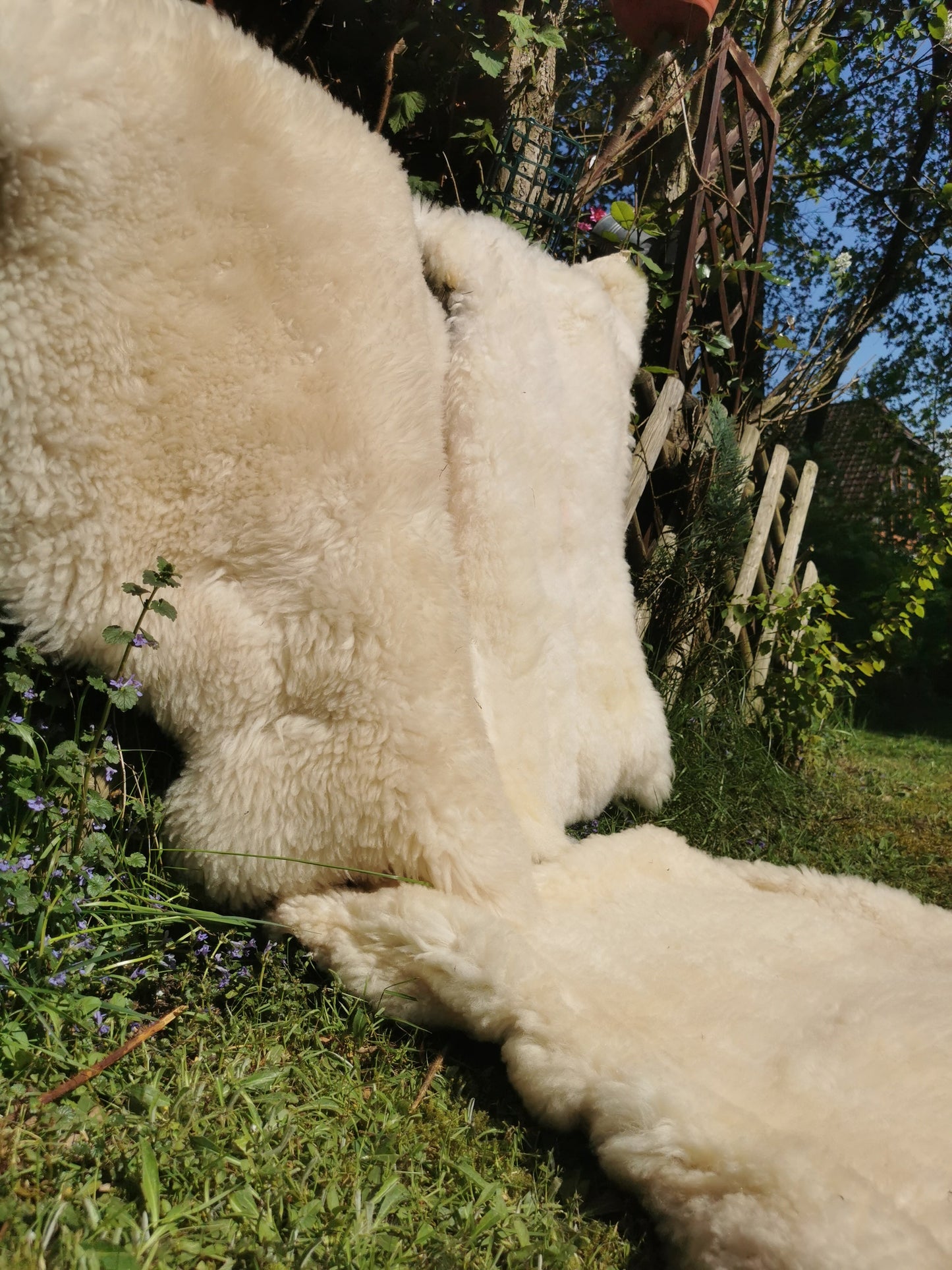 Merino Premium hides in NATURAL White