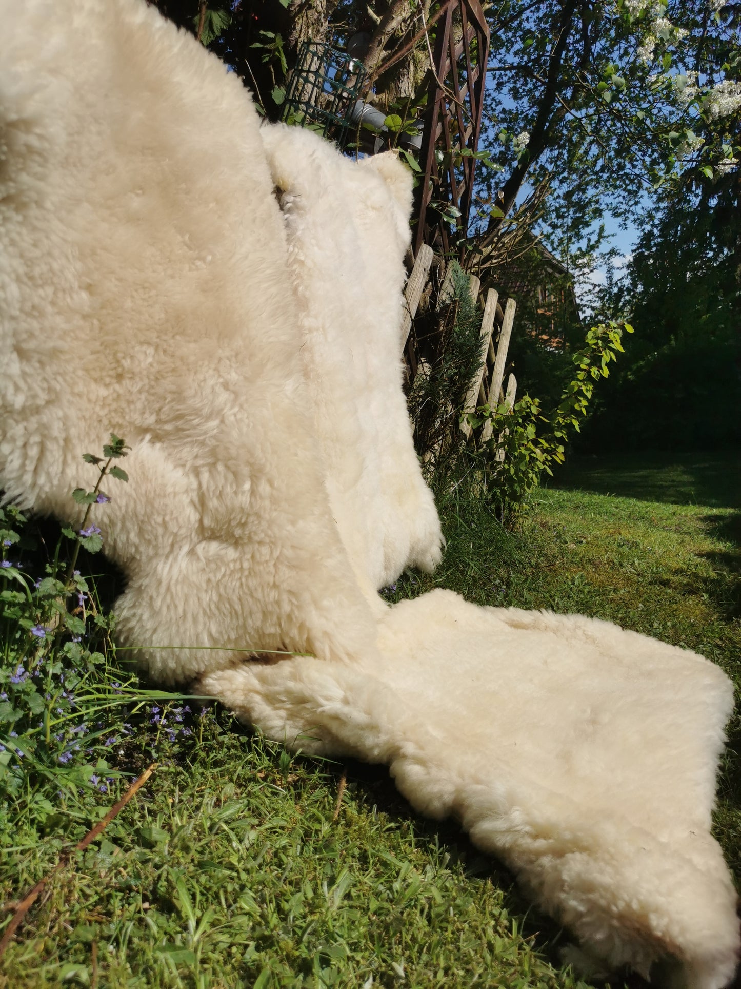 Schaffelle in vielen Farben und Größen. Lammfell-Teppiche