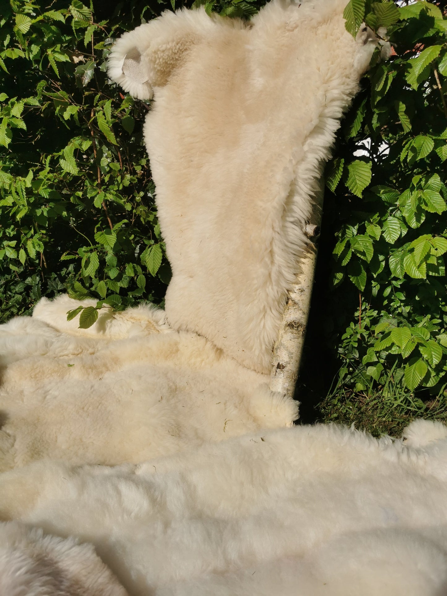 Merino Premium hides in NATURAL White