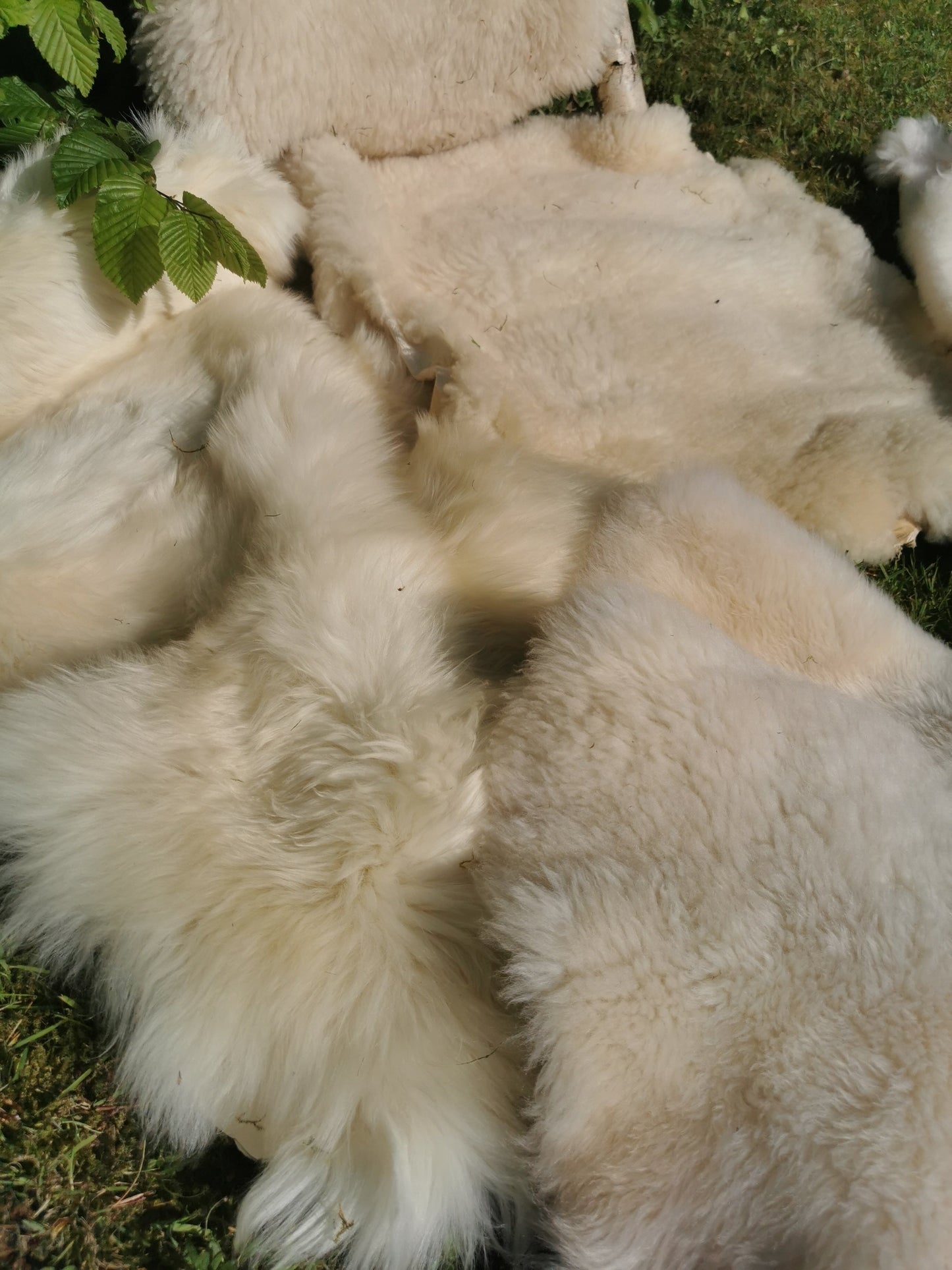 Merino Premium hides in NATURAL White