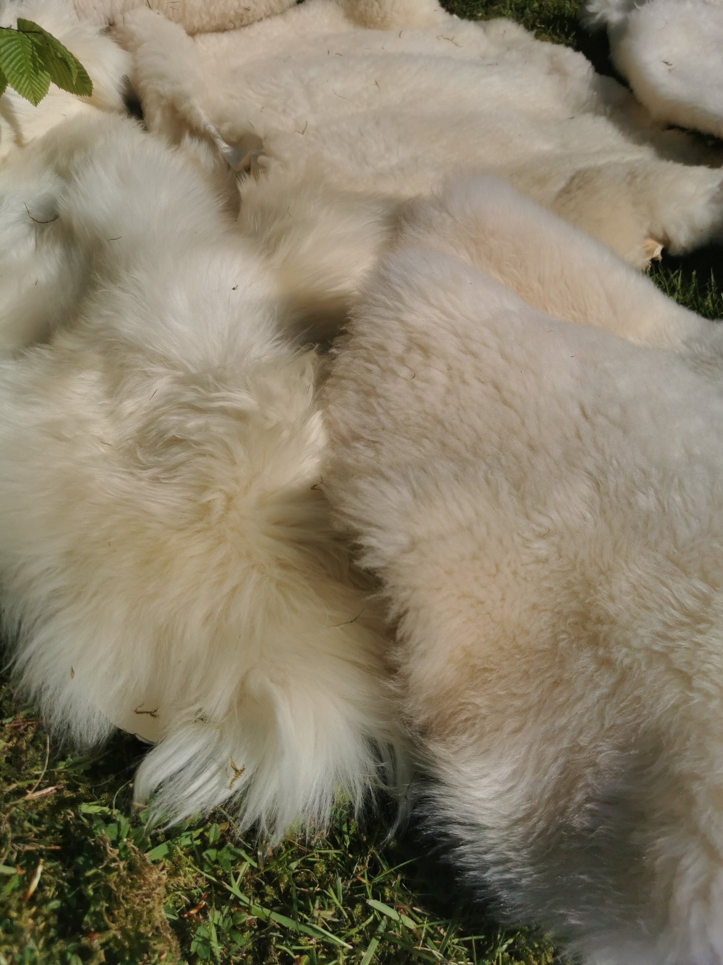 Merino Premium hides in NATURAL White