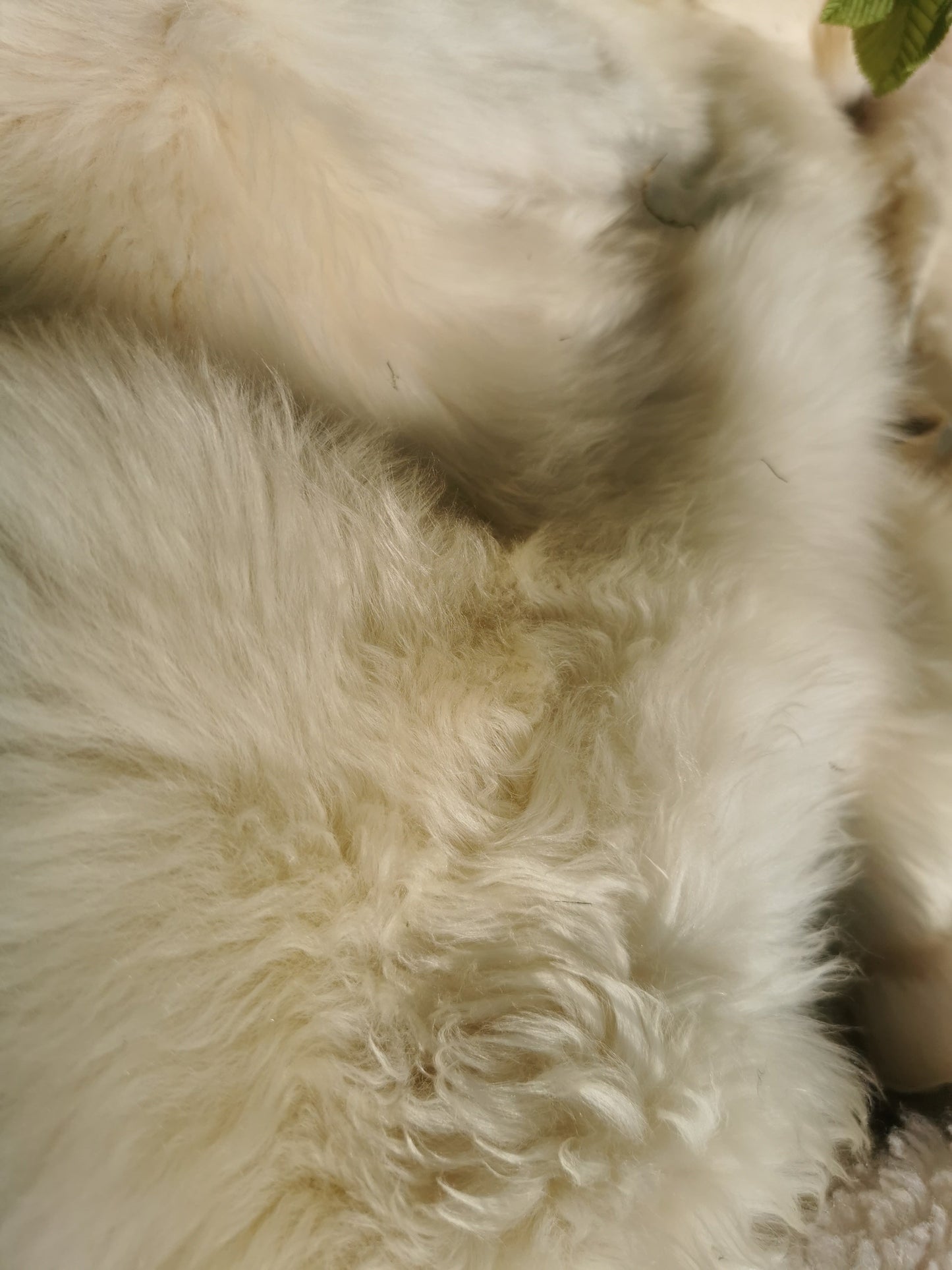 Merino Premium hides in NATURAL White