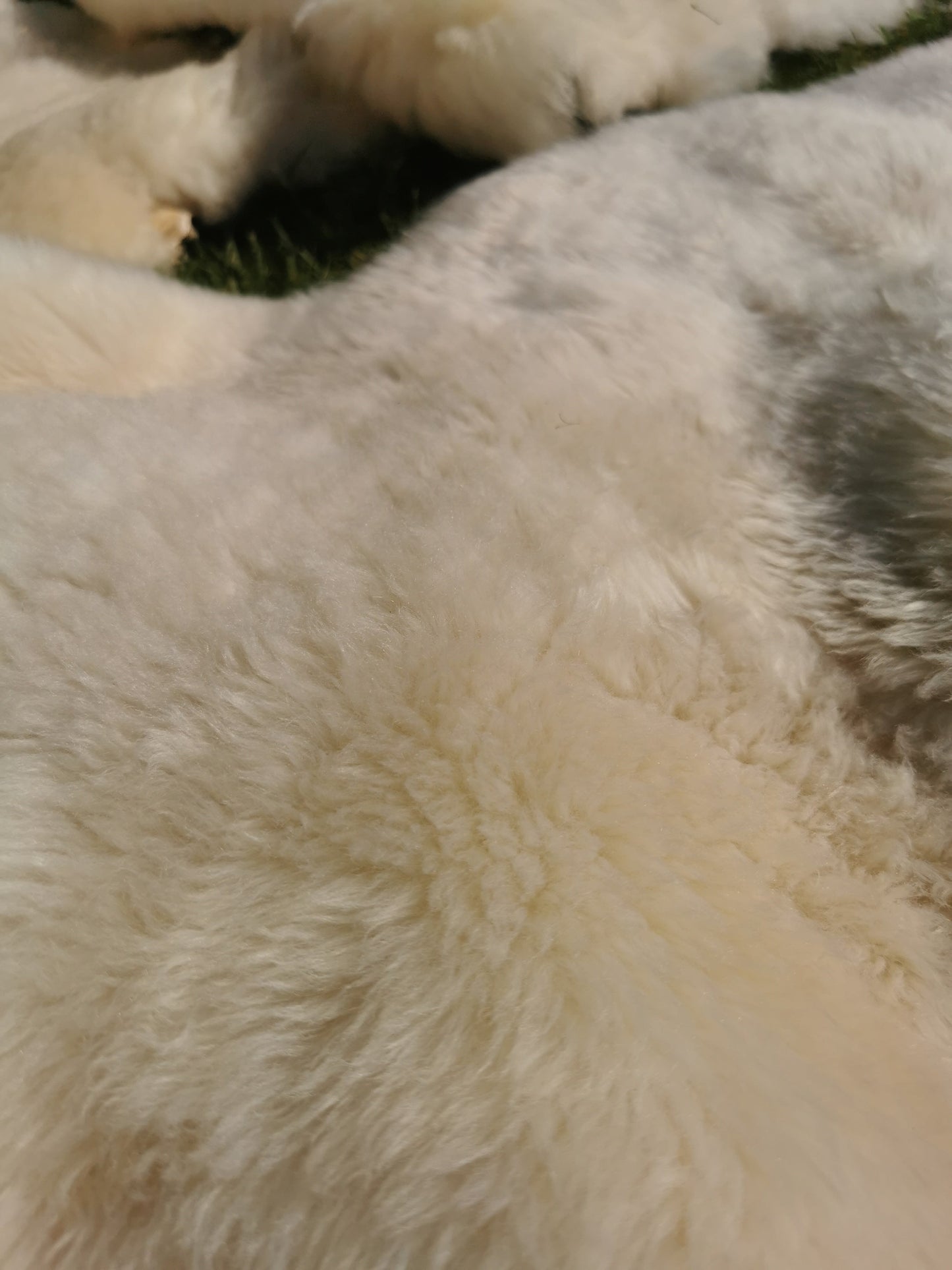 Merino Premium hides in NATURAL White