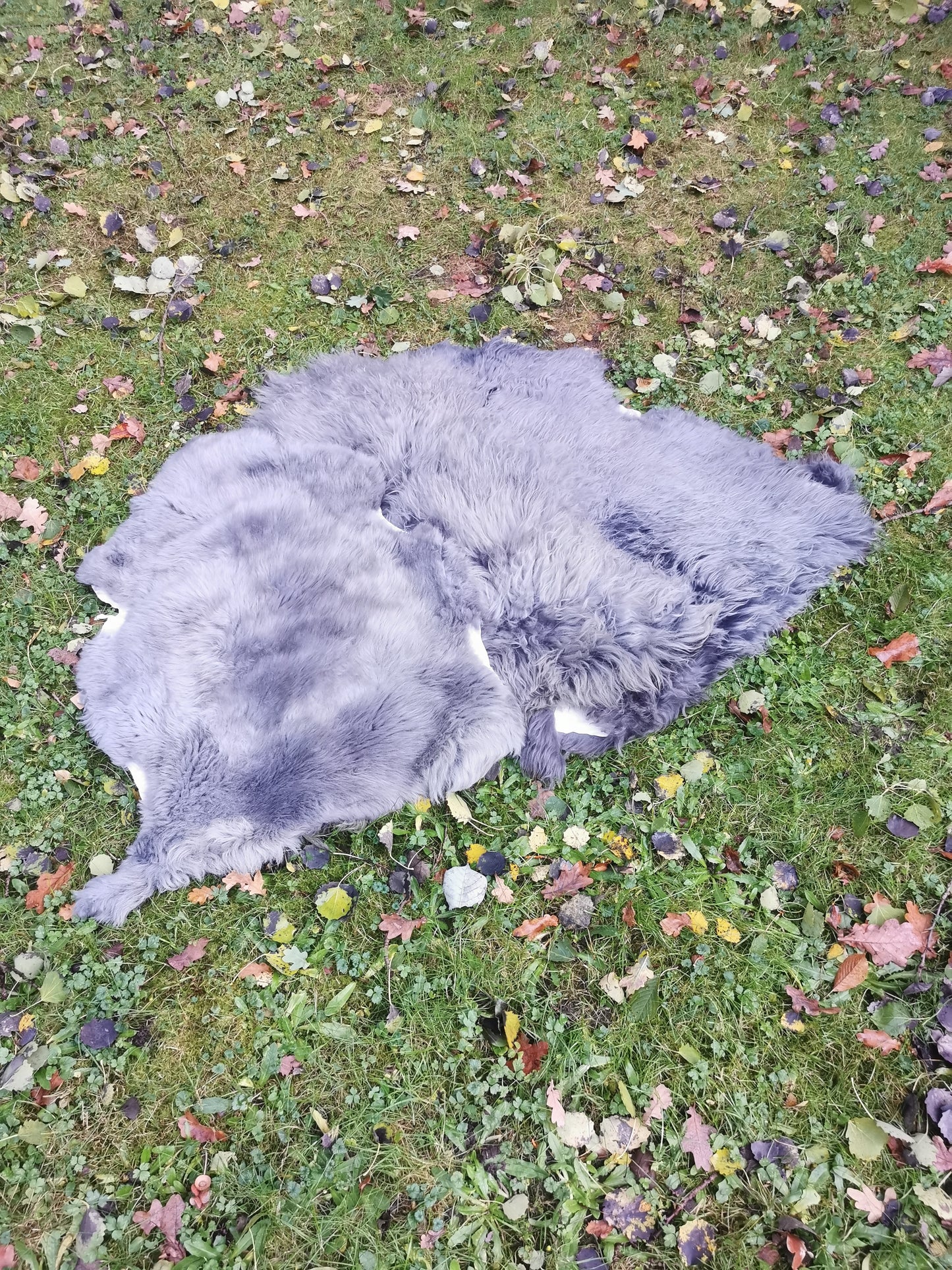 XXL Merino Premium Felle in Grau dichter Wolle