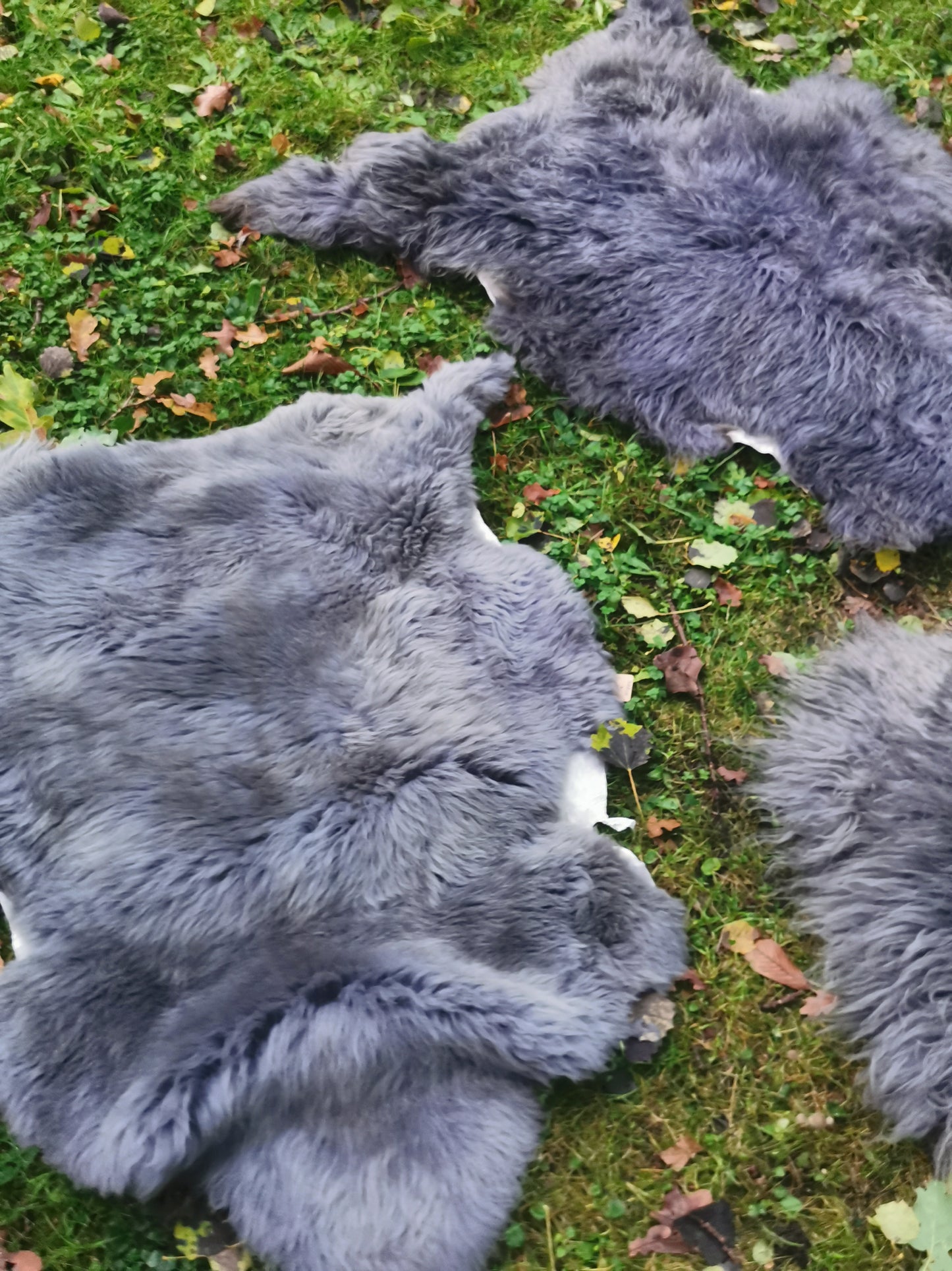 XXL Merino Premium Felle in Grau dichter Wolle