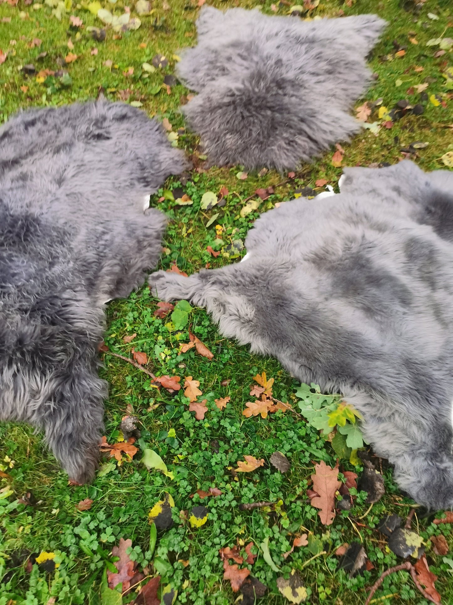 XXL Merino Premium Felle in Grau dichter Wolle