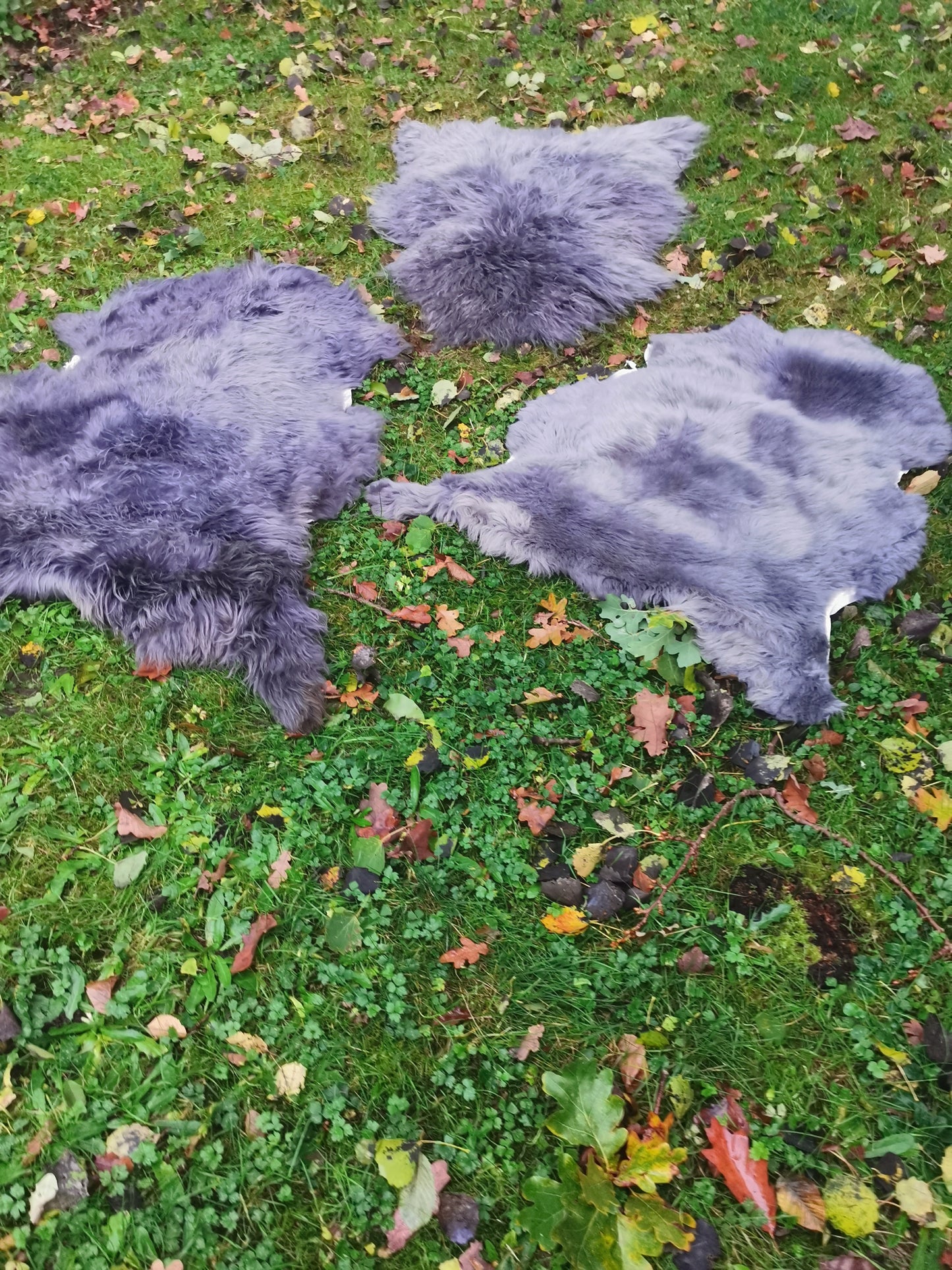 XXL Merino Premium Felle in Grau dichter Wolle