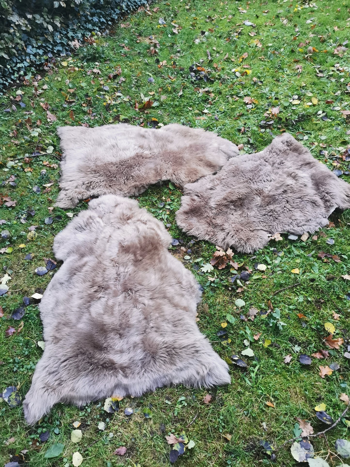 Merino Premium Felle in Taupe
