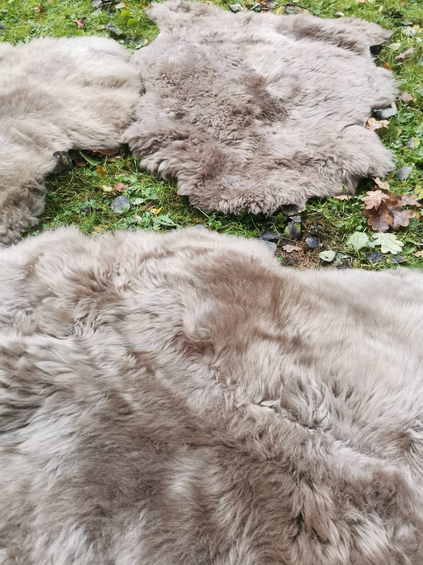 Schaffelle in vielen Farben und Größen. Lammfell-Teppiche