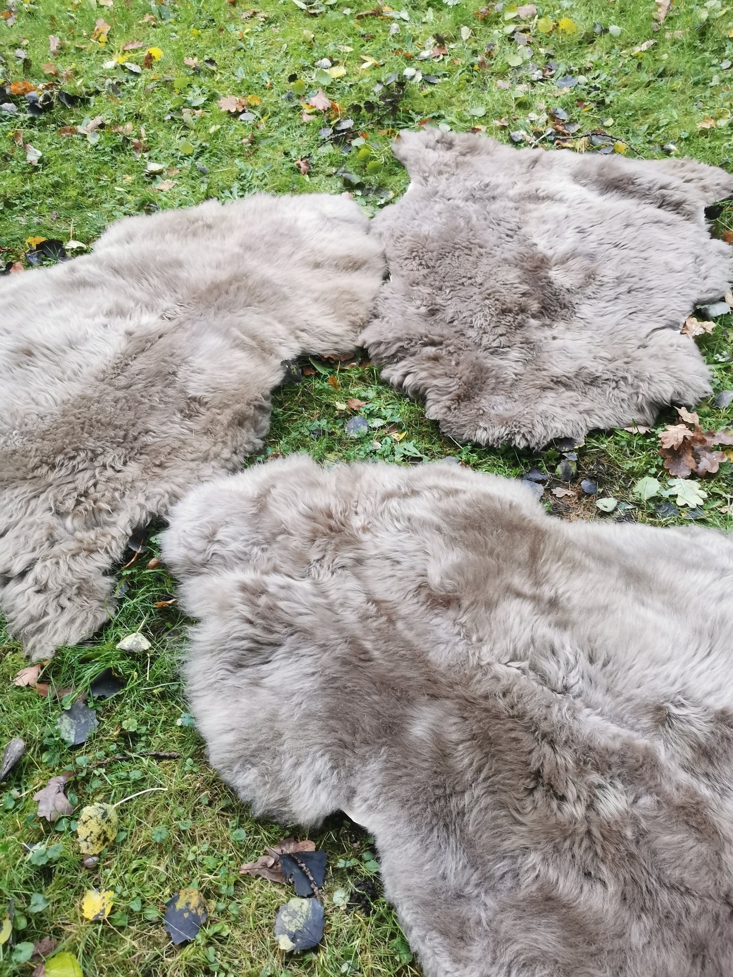 Schaffelle in vielen Farben und Größen. Lammfell-Teppiche