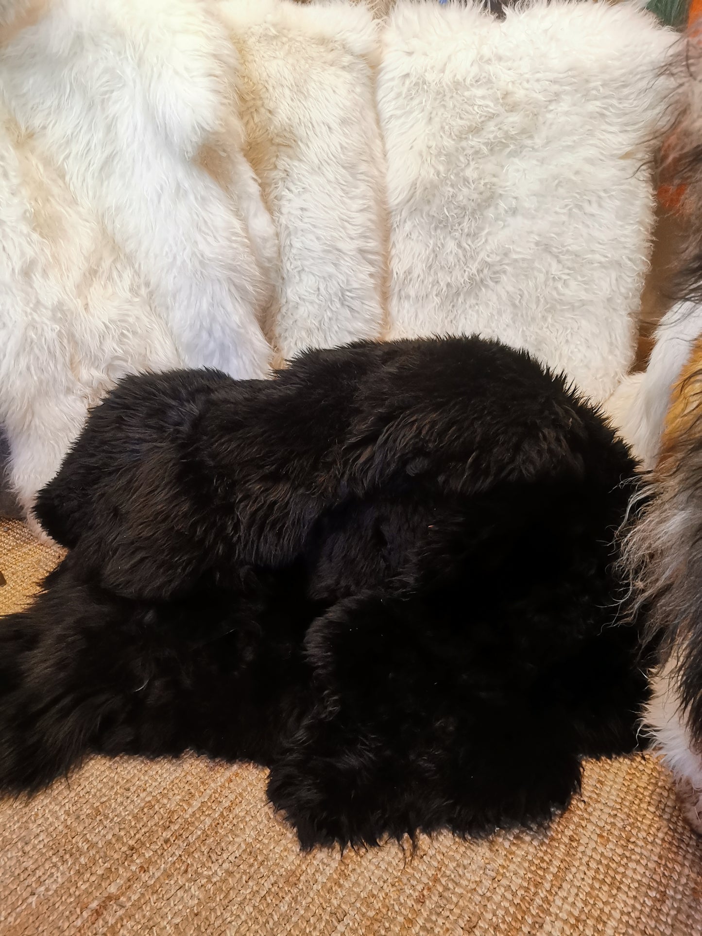 Schwarze Premium Schaffelle