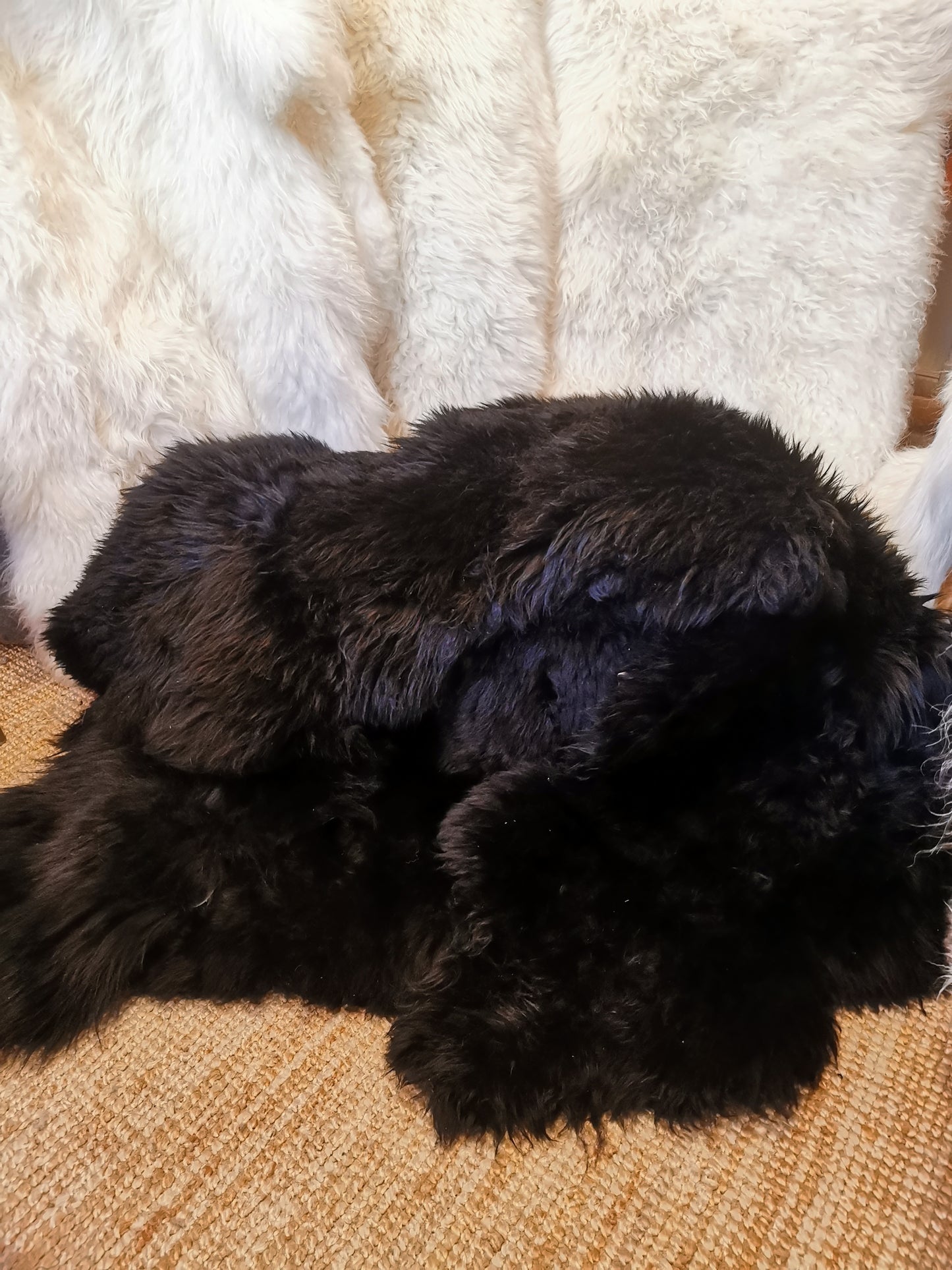 Schwarze Premium Schaffelle