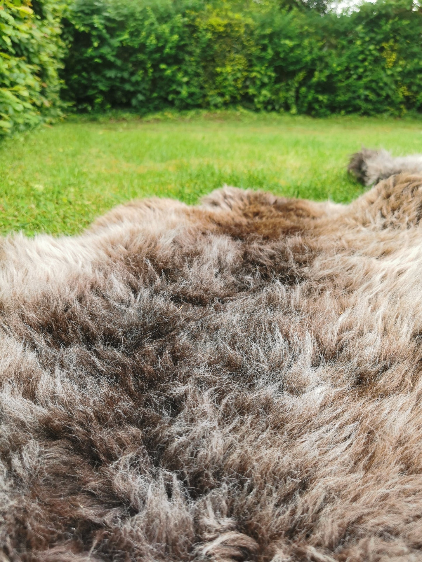 Seltene Premium Felle in Naturbraun und Graumeliert