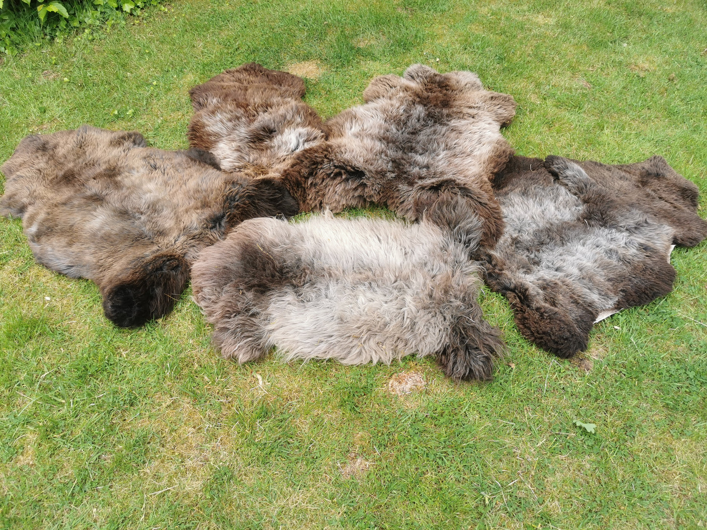 Seltene Premium Felle in Naturbraun und Graumeliert