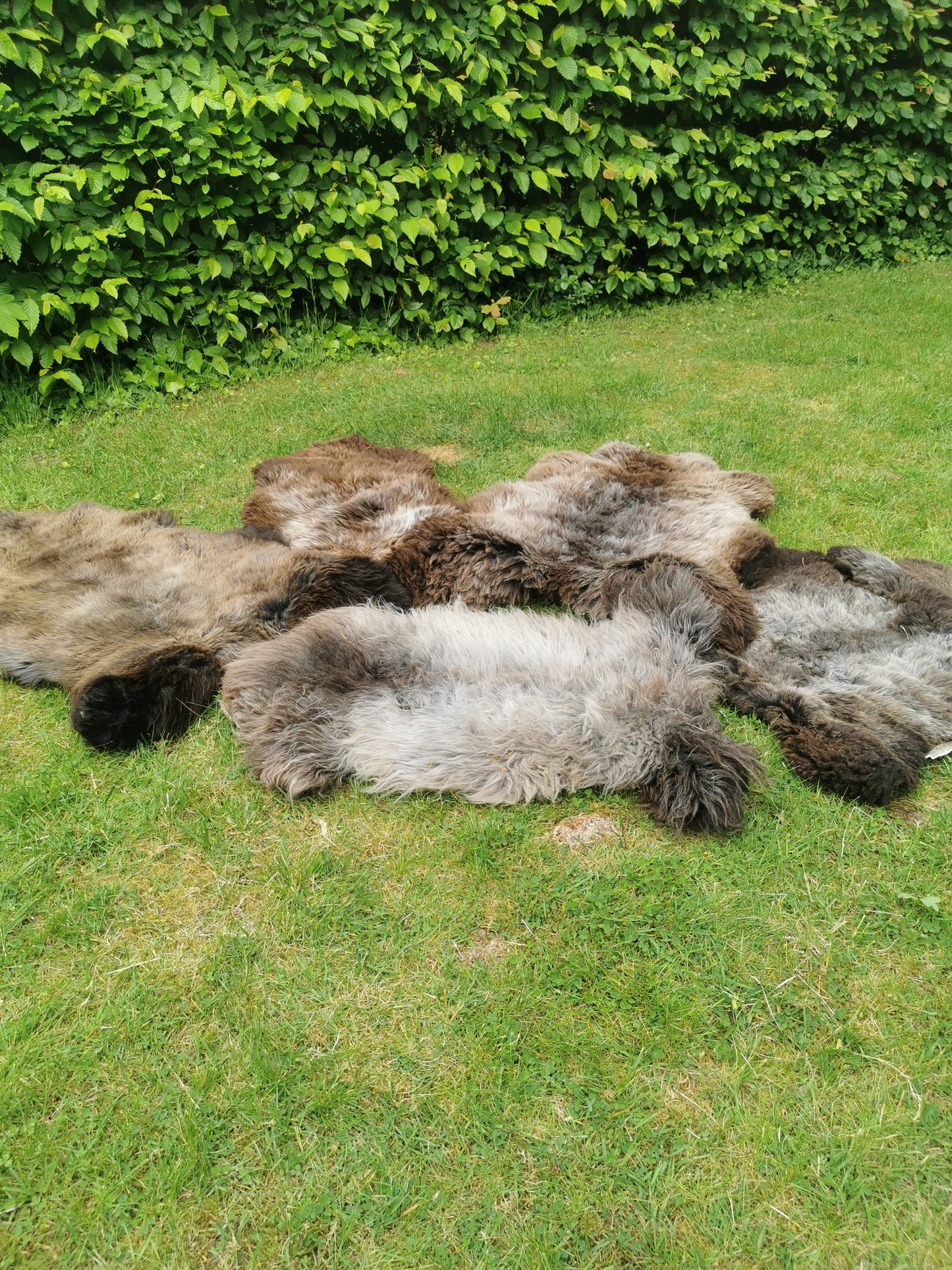 Seltene Premium Felle in Naturbraun und Graumeliert