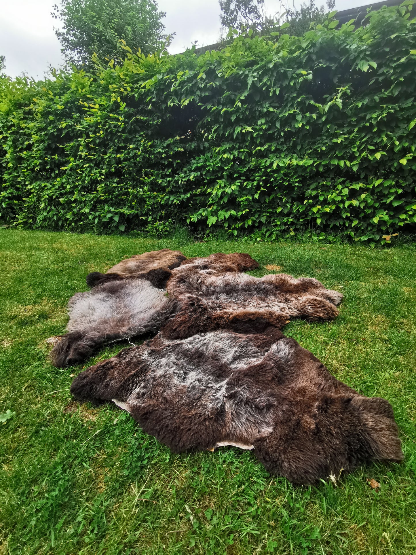 Seltene Premium Felle in Naturbraun und Graumeliert
