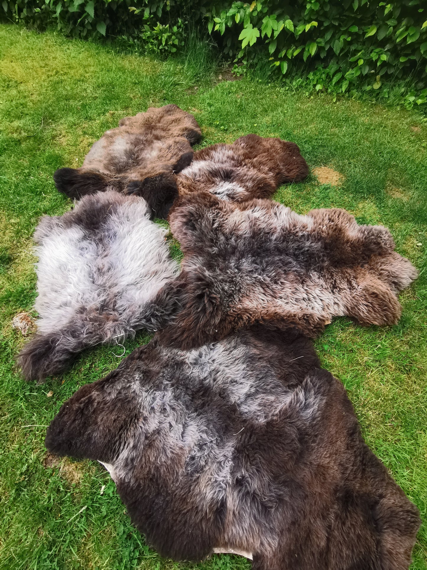 Seltene Premium Felle in Naturbraun und Graumeliert