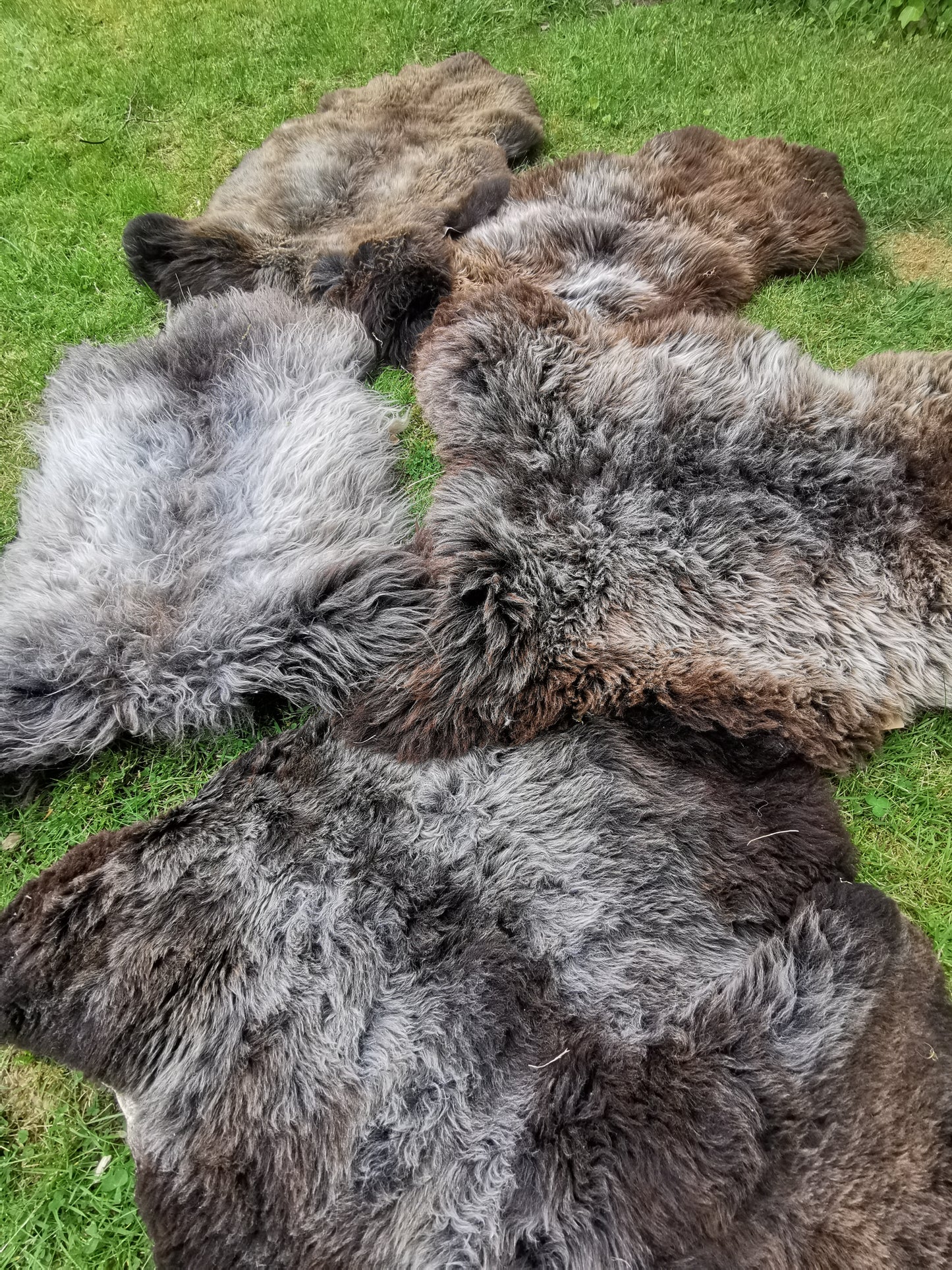 Seltene Premium Felle in Naturbraun und Graumeliert