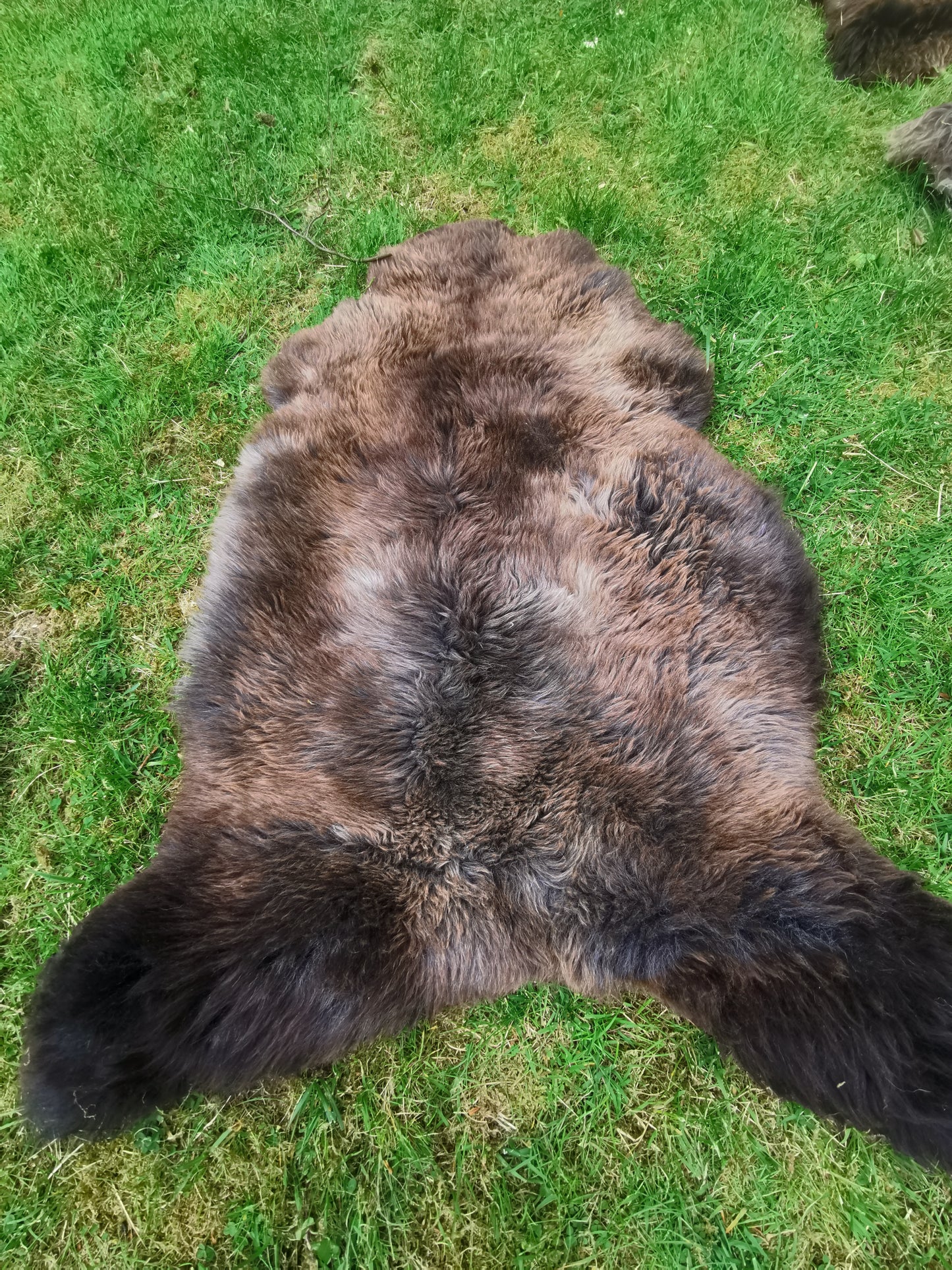 Seltene Premium Felle in Naturbraun und Graumeliert