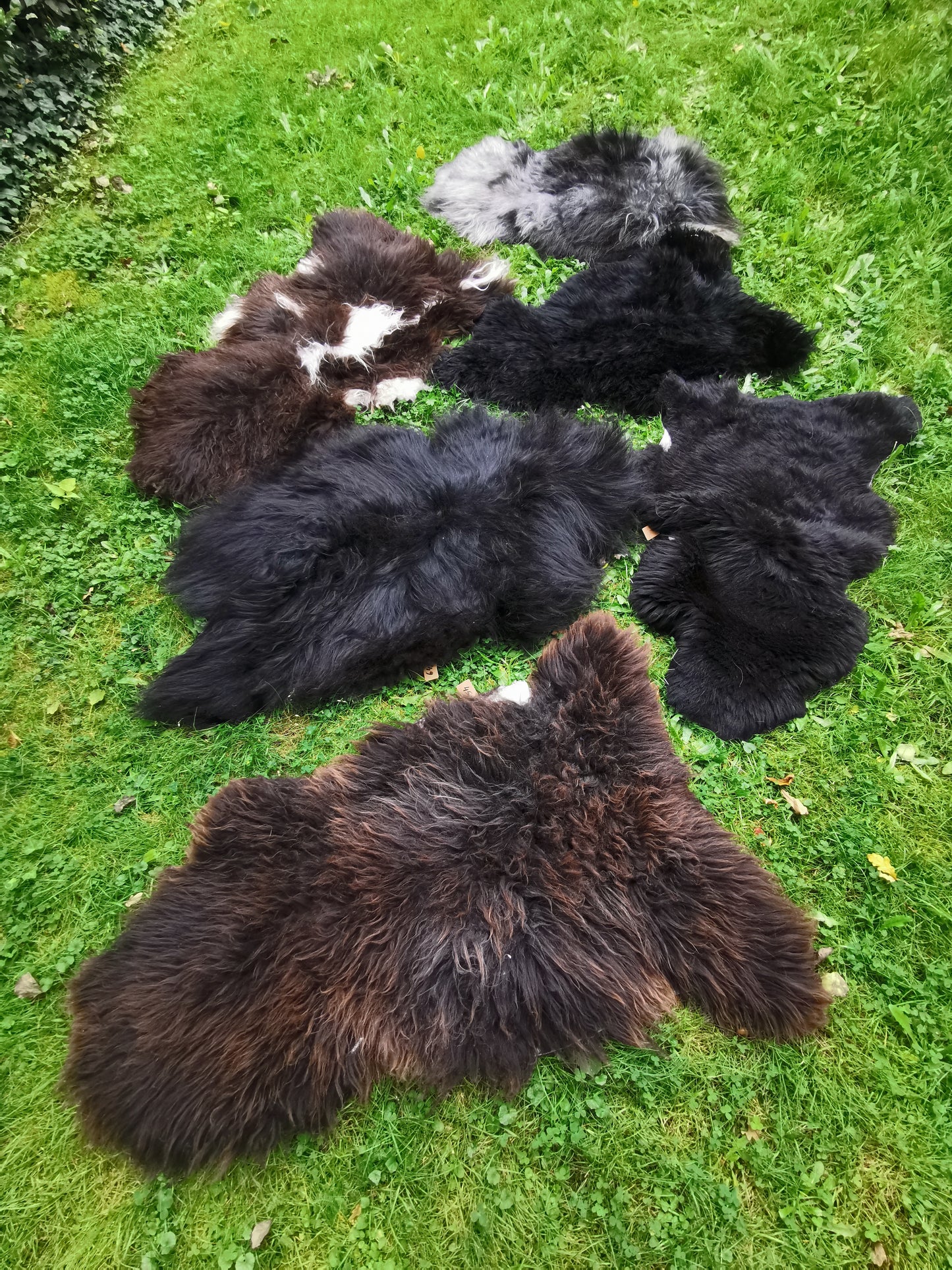 Brown L-XXL Sheepskins, Genuine Organic B Fur, Natural 1st &amp; 2nd Choice, Lambskin, Special Offer