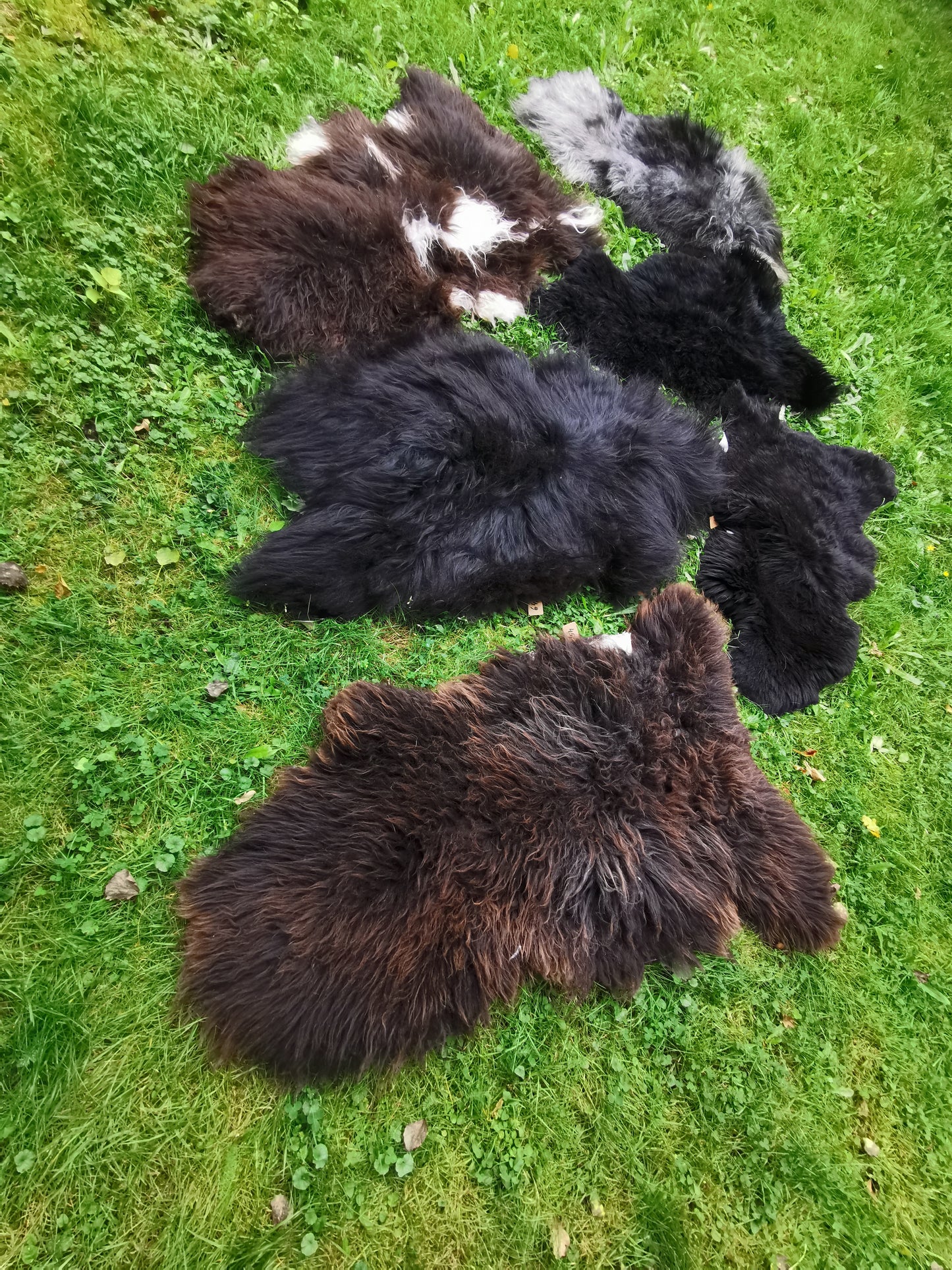 Brown L-XXL Sheepskins, Genuine Organic B Fur, Natural 1st &amp; 2nd Choice, Lambskin, Special Offer