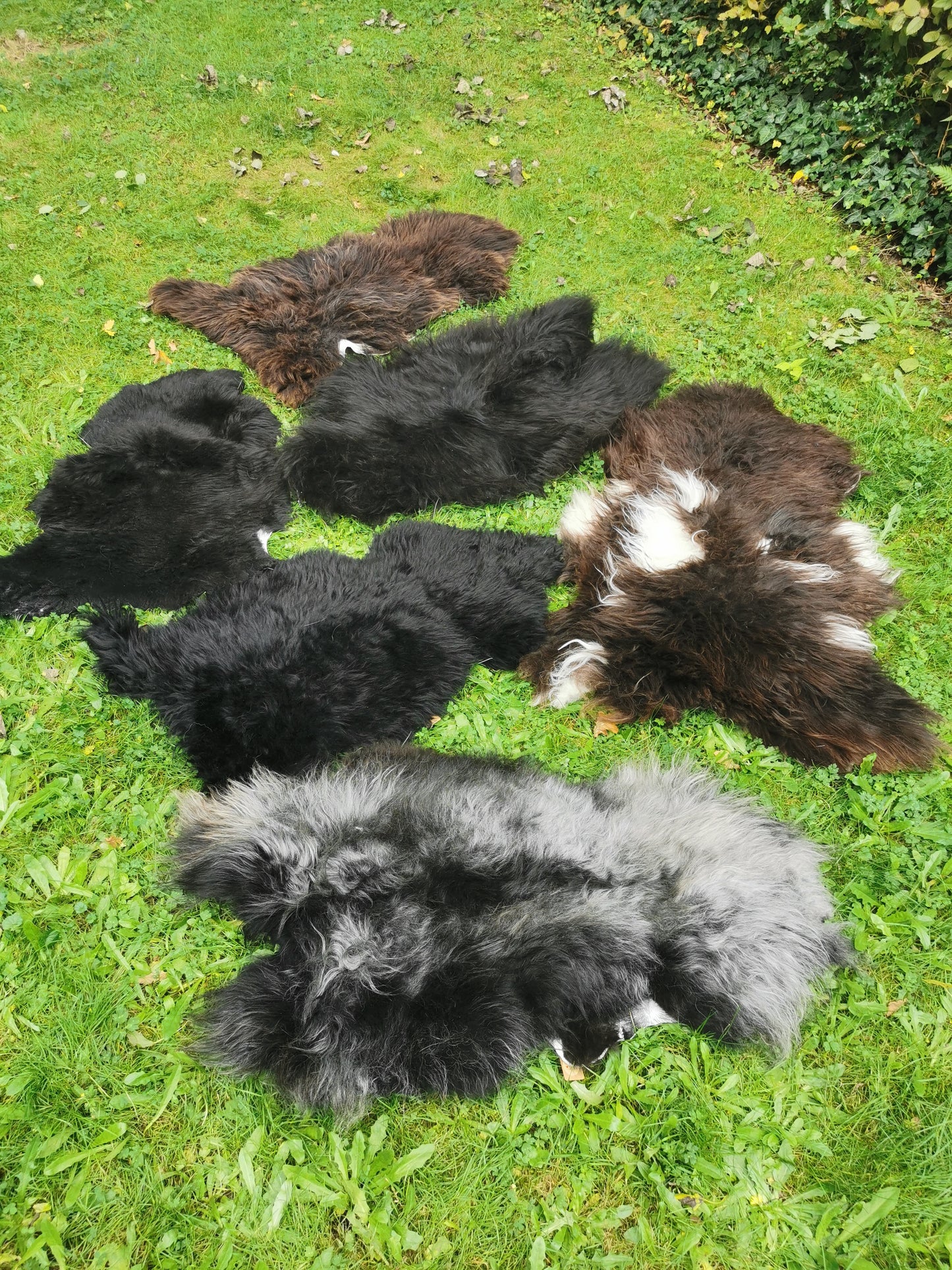 Brown L-XXL Sheepskins, Genuine Organic B Fur, Natural 1st &amp; 2nd Choice, Lambskin, Special Offer