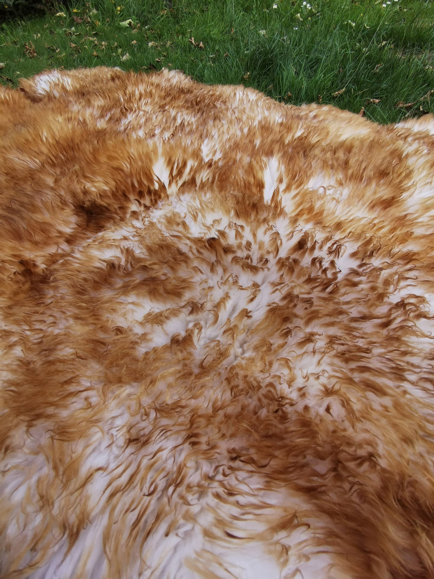 180 x 70 cm | XXL Genuine Sheepskin | Lambskin Fur Rug | White, Brown, Flamed | Double Stitched