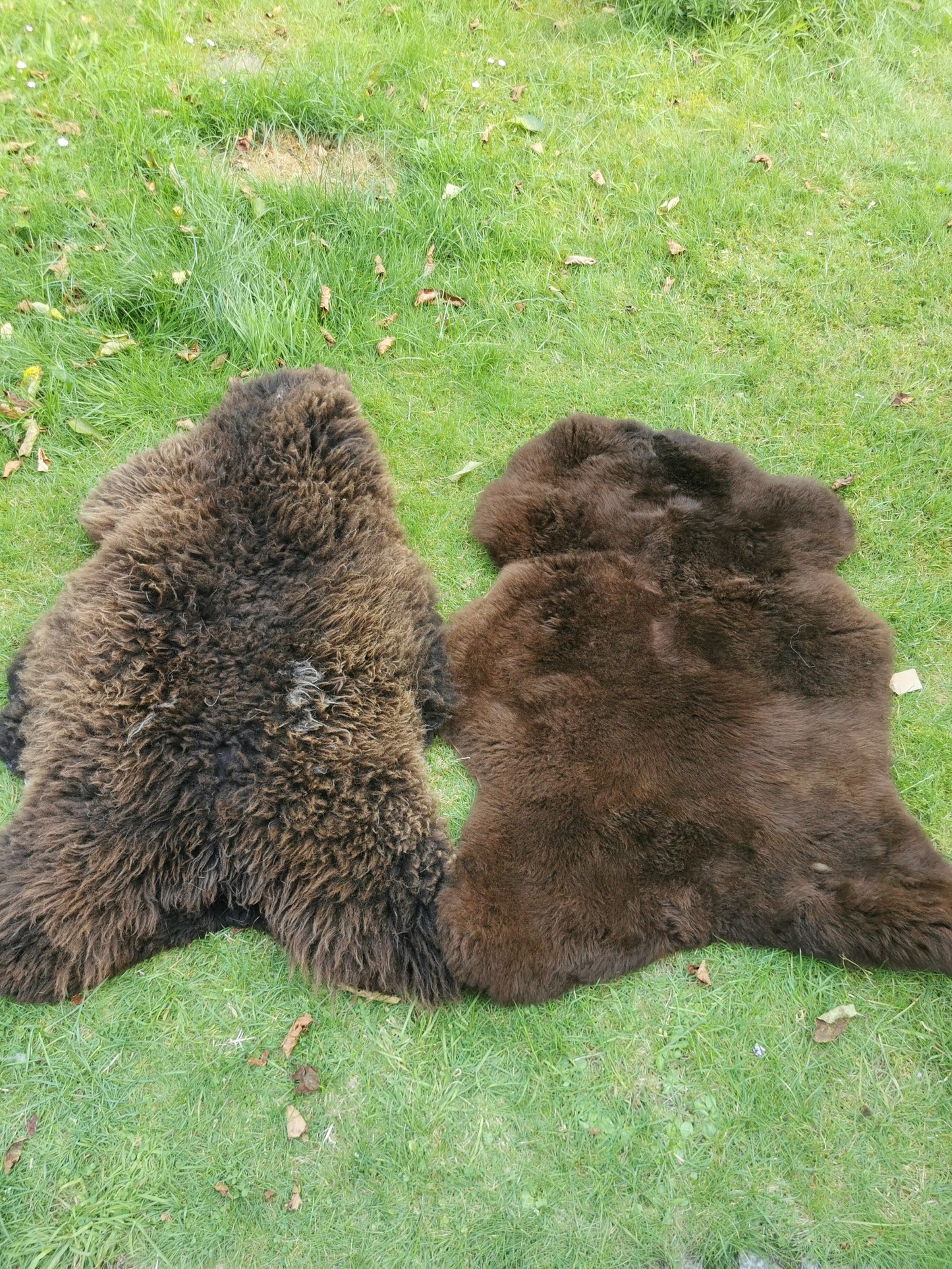 Brown L-XXL Sheepskins, Genuine Organic B Fur, Natural 1st &amp; 2nd Choice, Lambskin, Special Offer