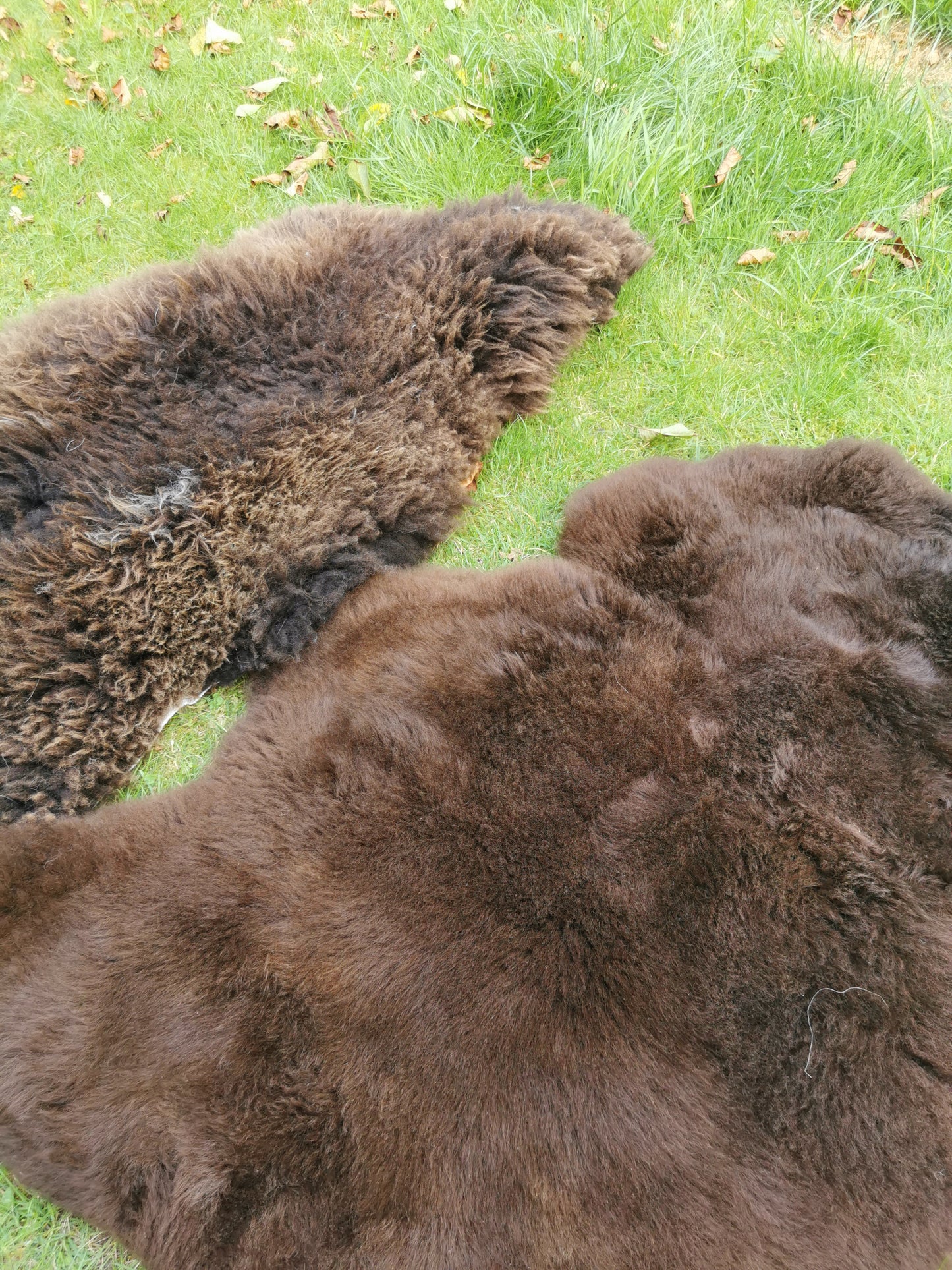 Brown L-XXL Sheepskins, Genuine Organic B Fur, Natural 1st &amp; 2nd Choice, Lambskin, Special Offer