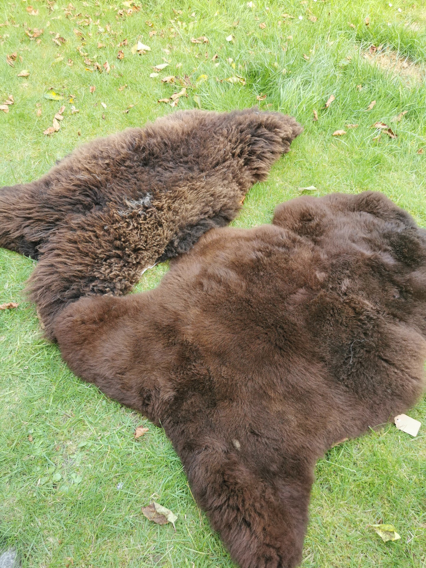 Brown L-XXL Sheepskins, Genuine Organic B Fur, Natural 1st &amp; 2nd Choice, Lambskin, Special Offer
