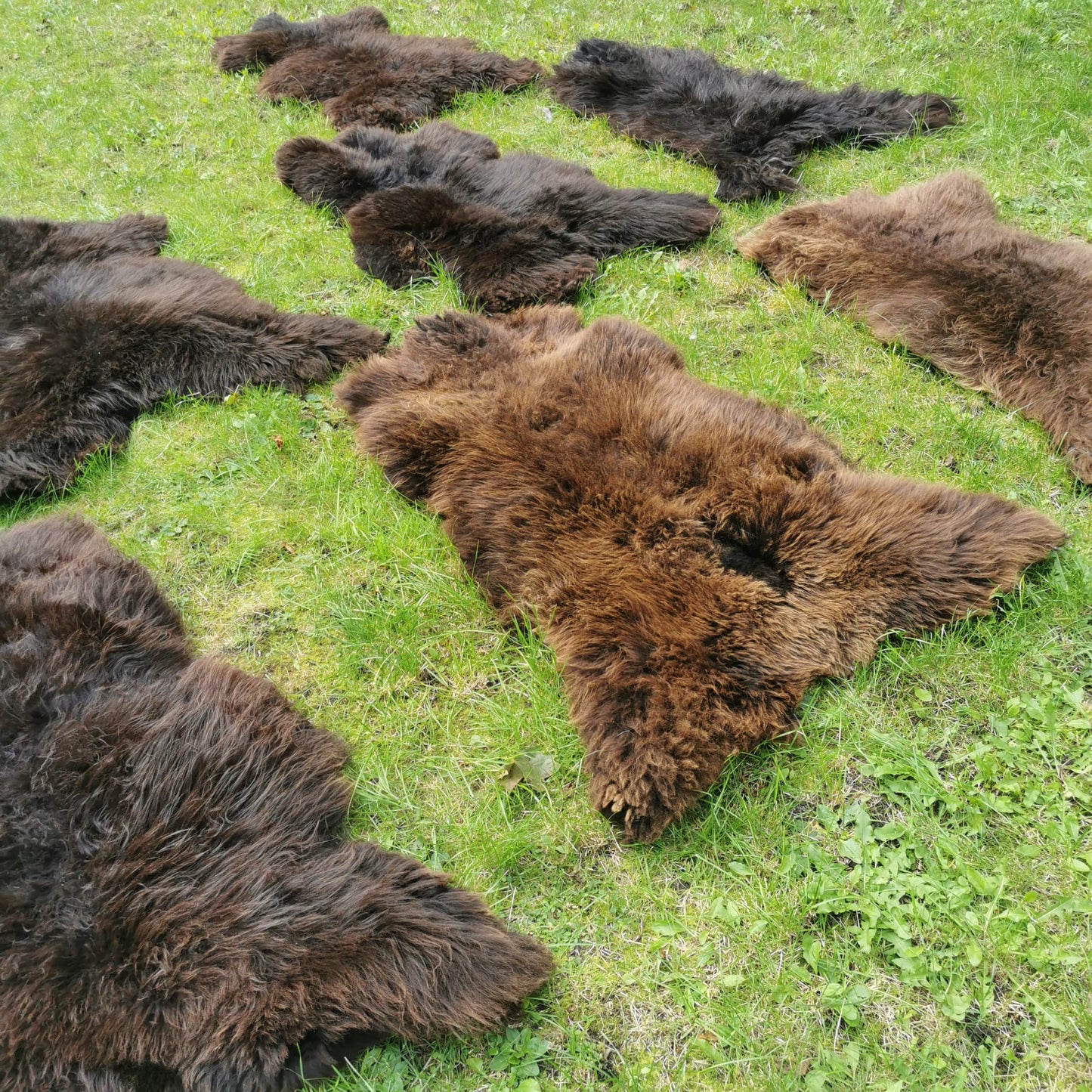 Brown L-XXL Sheepskins, Genuine Organic B Fur, Natural 1st &amp; 2nd Choice, Lambskin, Special Offer