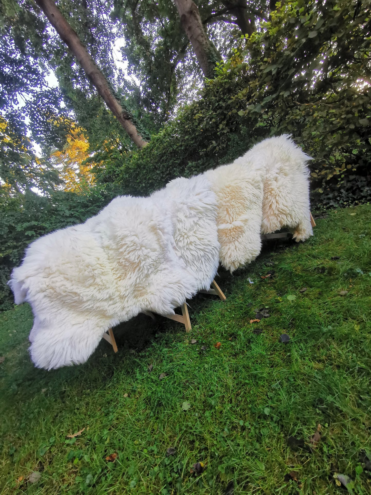 140cm - 155cm White Giant Sheepskin, XXXL Fur Rug, First Choice, Ecological