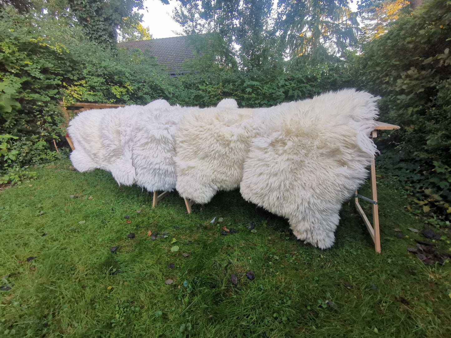 140cm - 155cm White Giant Sheepskin, XXXL Fur Rug, First Choice, Ecological