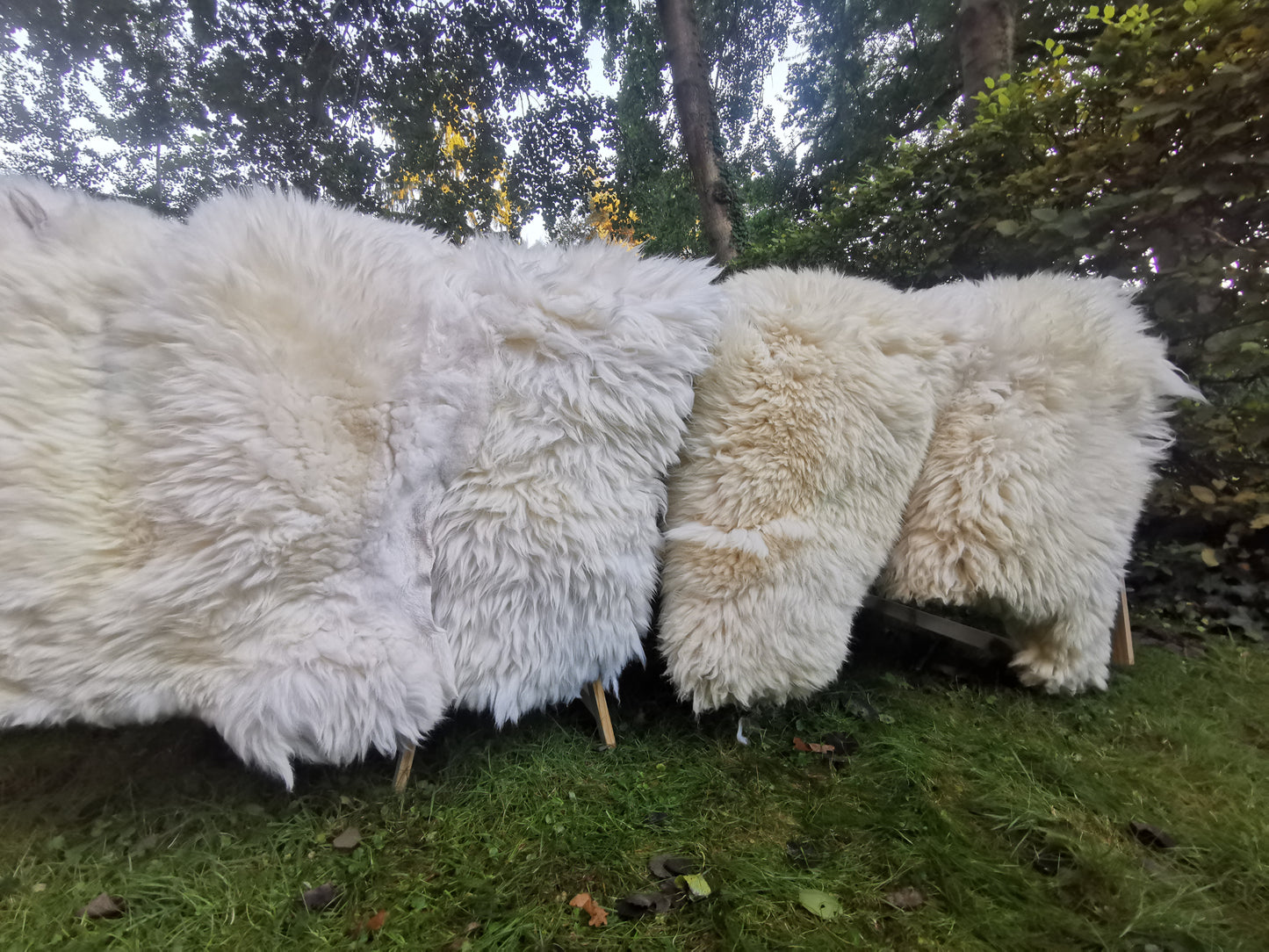 140cm - 155cm White Giant Sheepskin, XXXL Fur Rug, First Choice, Ecological