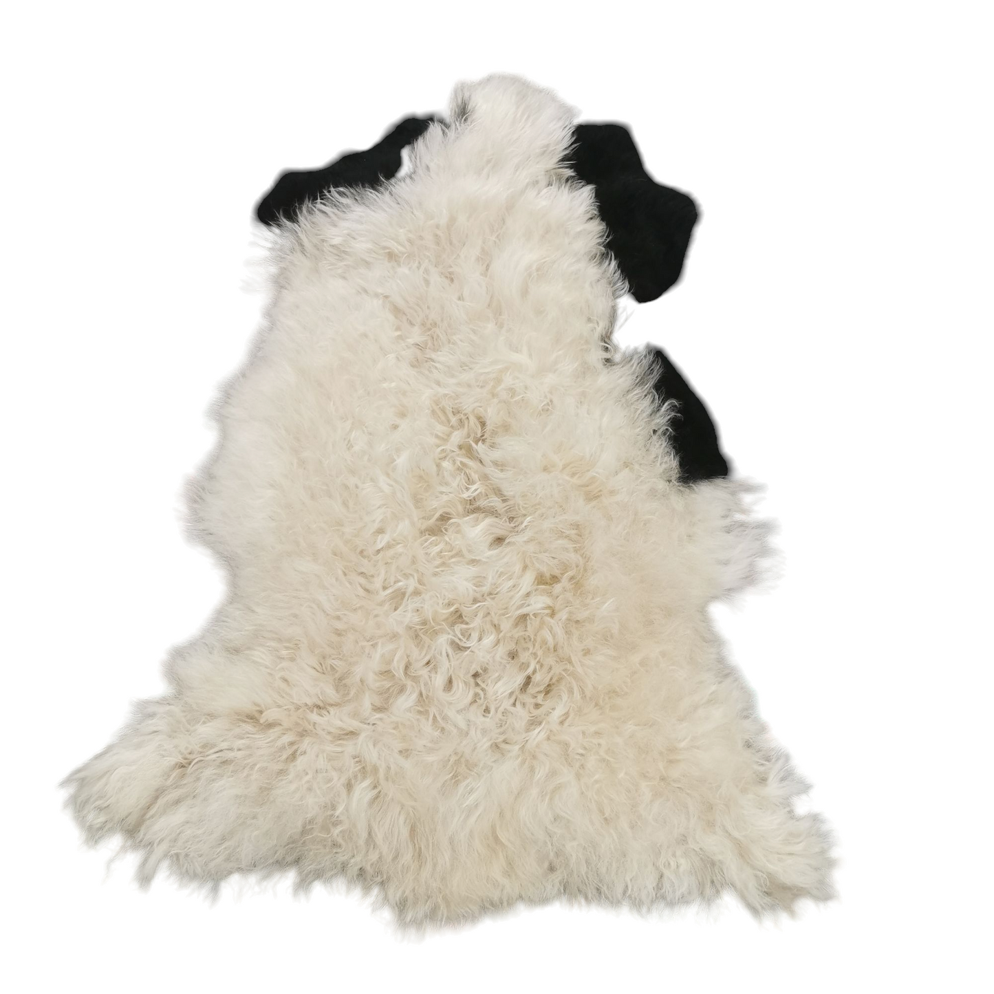 TOP Schaffell | 140cm | Echtes Lammfell |Teppich Deko | Gefleckt | Jacob | Sitzauflage | XXL
