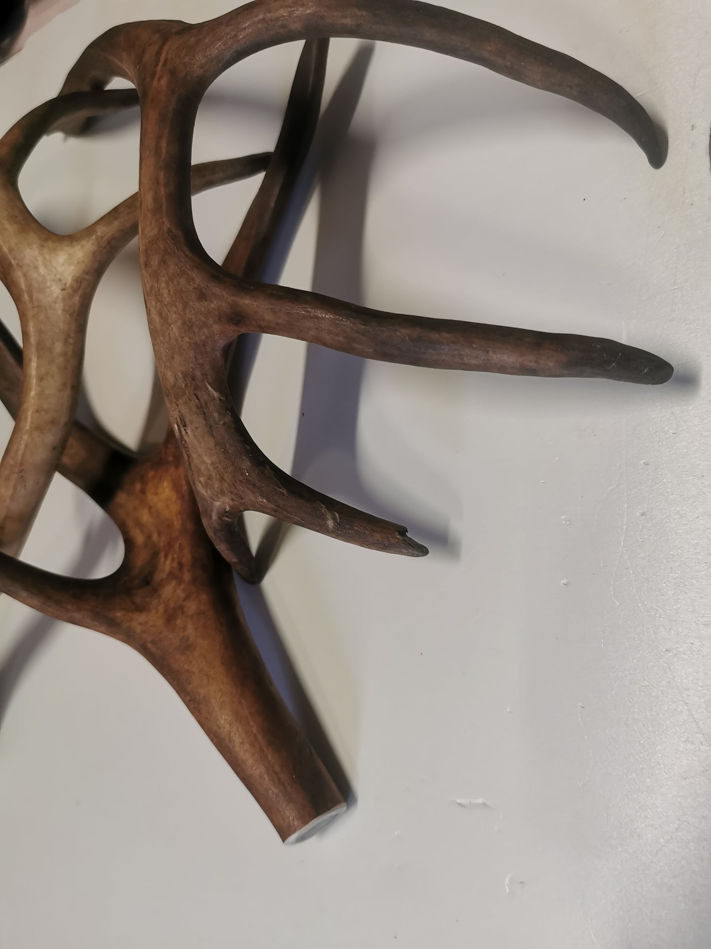 Rentiergeweih, Kauknochen für Hunde, natürlicher Kausnack, Hundeleckerbissen, Zahnpflege für Hunde, gesunde Kauartikel, Mineralstoffreich, Stärkung von Knochen und Zähnen, Zahnreinigung für Hunde, hochwertiges Geweih, handverlesen, kein künstlicher Zusatz