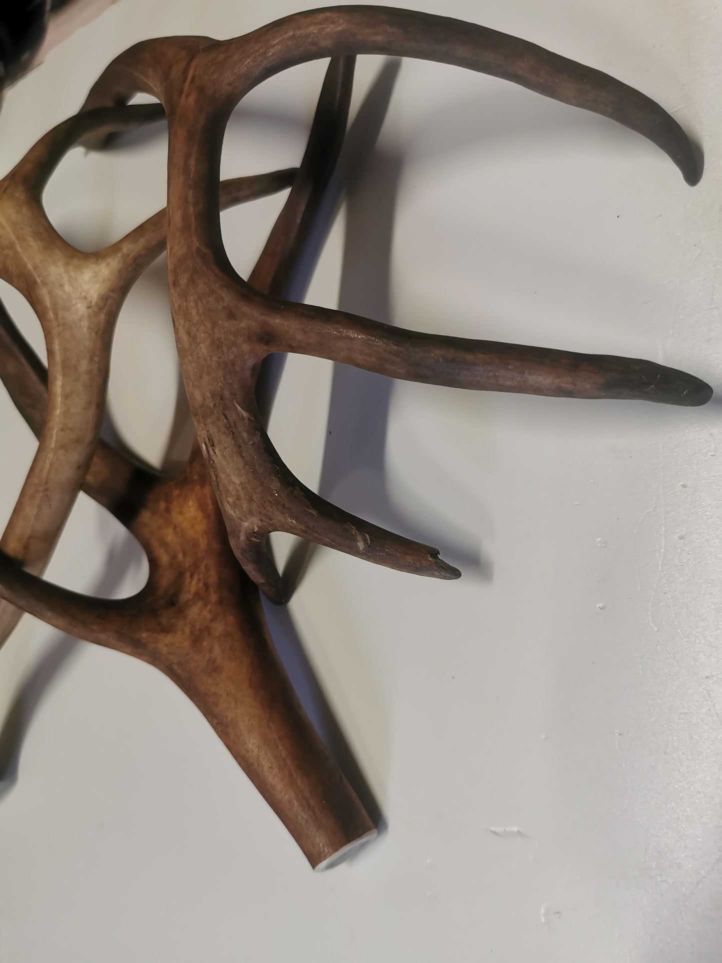 Rentiergeweih, Kauknochen für Hunde, natürlicher Kausnack, Hundeleckerbissen, Zahnpflege für Hunde, gesunde Kauartikel, Mineralstoffreich, Stärkung von Knochen und Zähnen, Zahnreinigung für Hunde, hochwertiges Geweih, handverlesen, kein künstlicher Zusatz